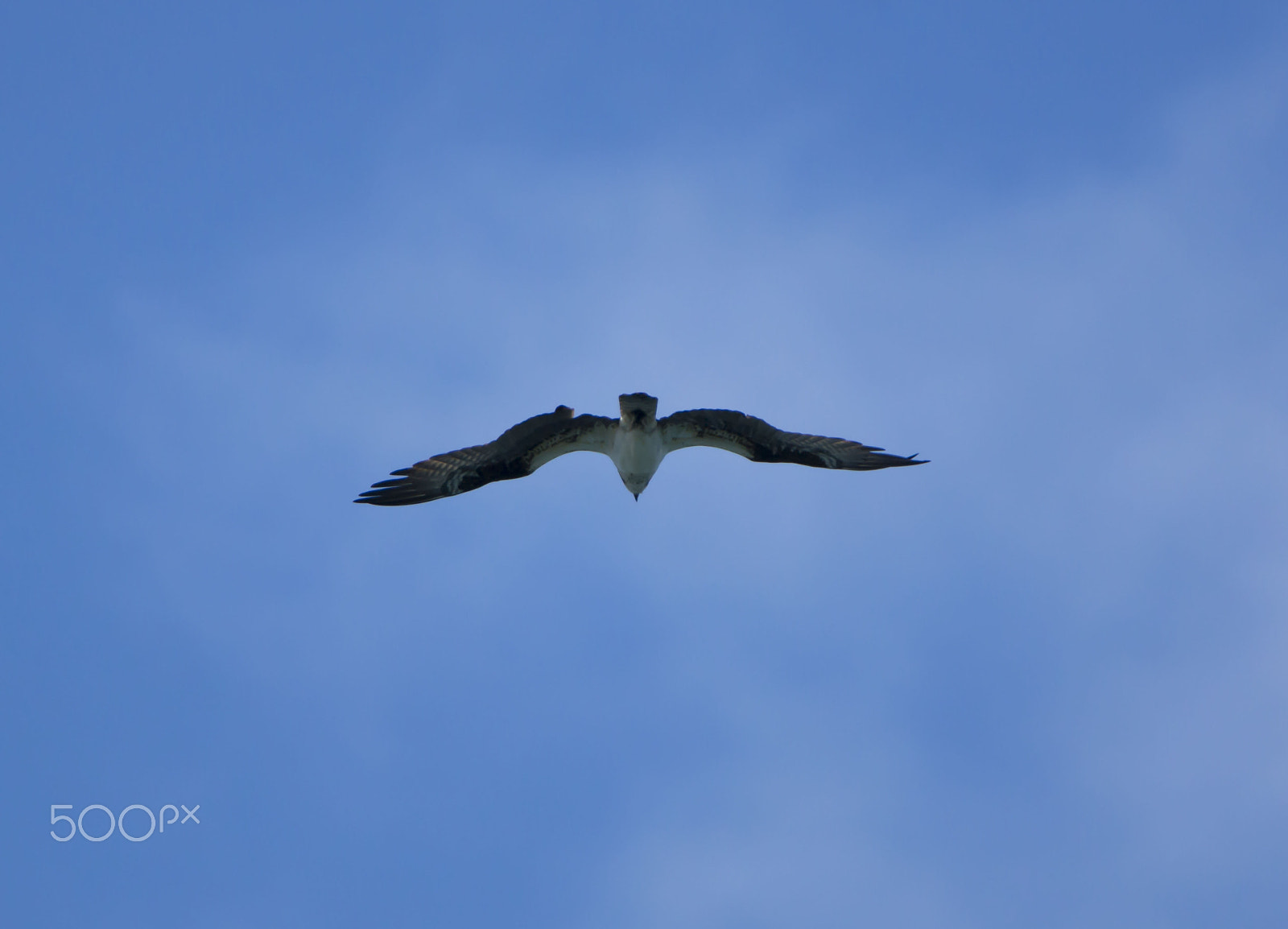 Sony SLT-A77 + Tamron SP 150-600mm F5-6.3 Di VC USD sample photo. Orig photography