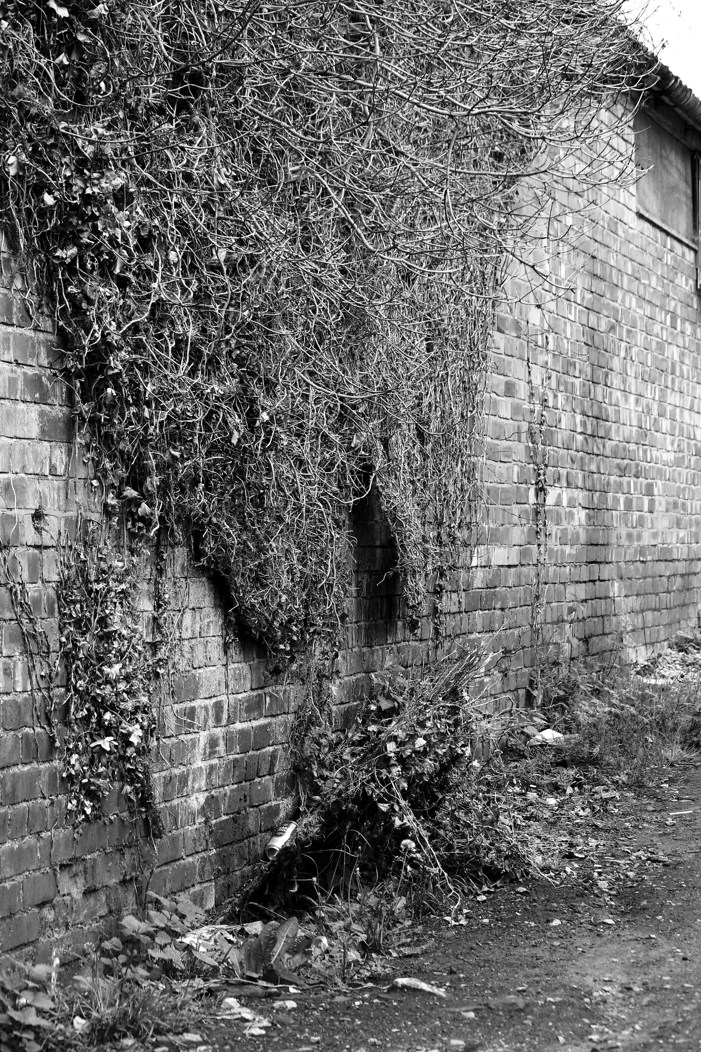 Canon EF-S 55-250mm F4-5.6 IS II sample photo. I liked the mix of plant versus wall - which was what made it interesting to me photography