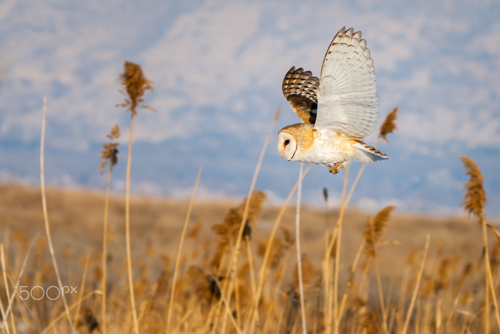 Nikon AF-Nikkor 80-200mm F2.8D ED sample photo. Barn owl in flight photography