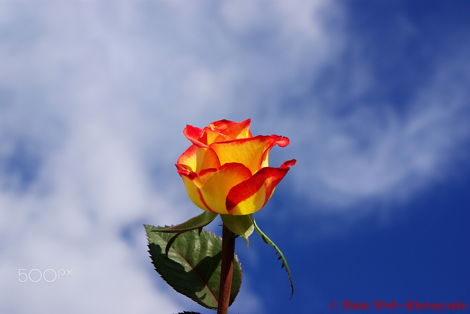 Pentax K10D sample photo. Roseyellredsun photography