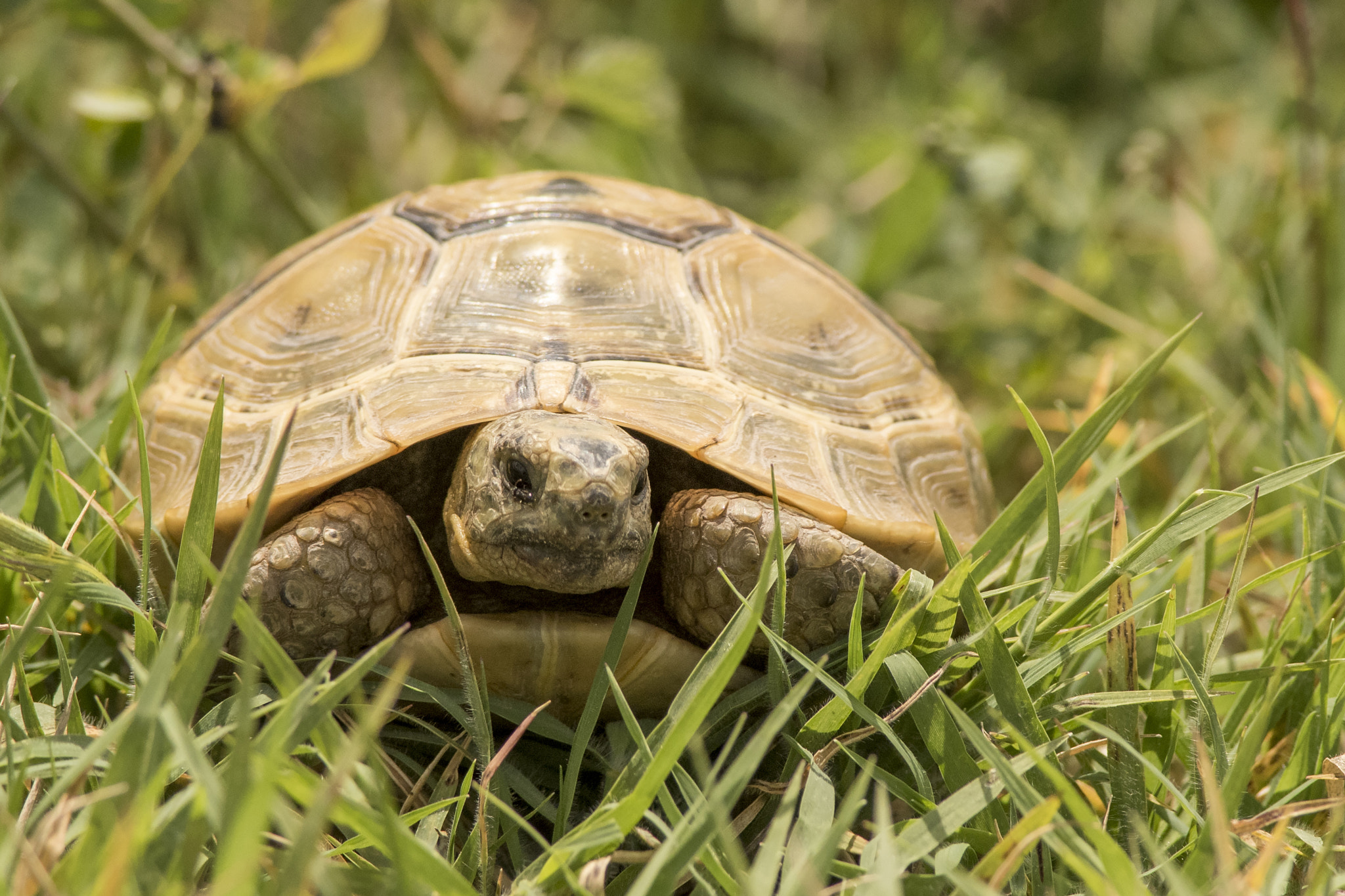 Nikon D810 + Nikon AF-S Nikkor 300mm F4D ED-IF sample photo. Turtle photography