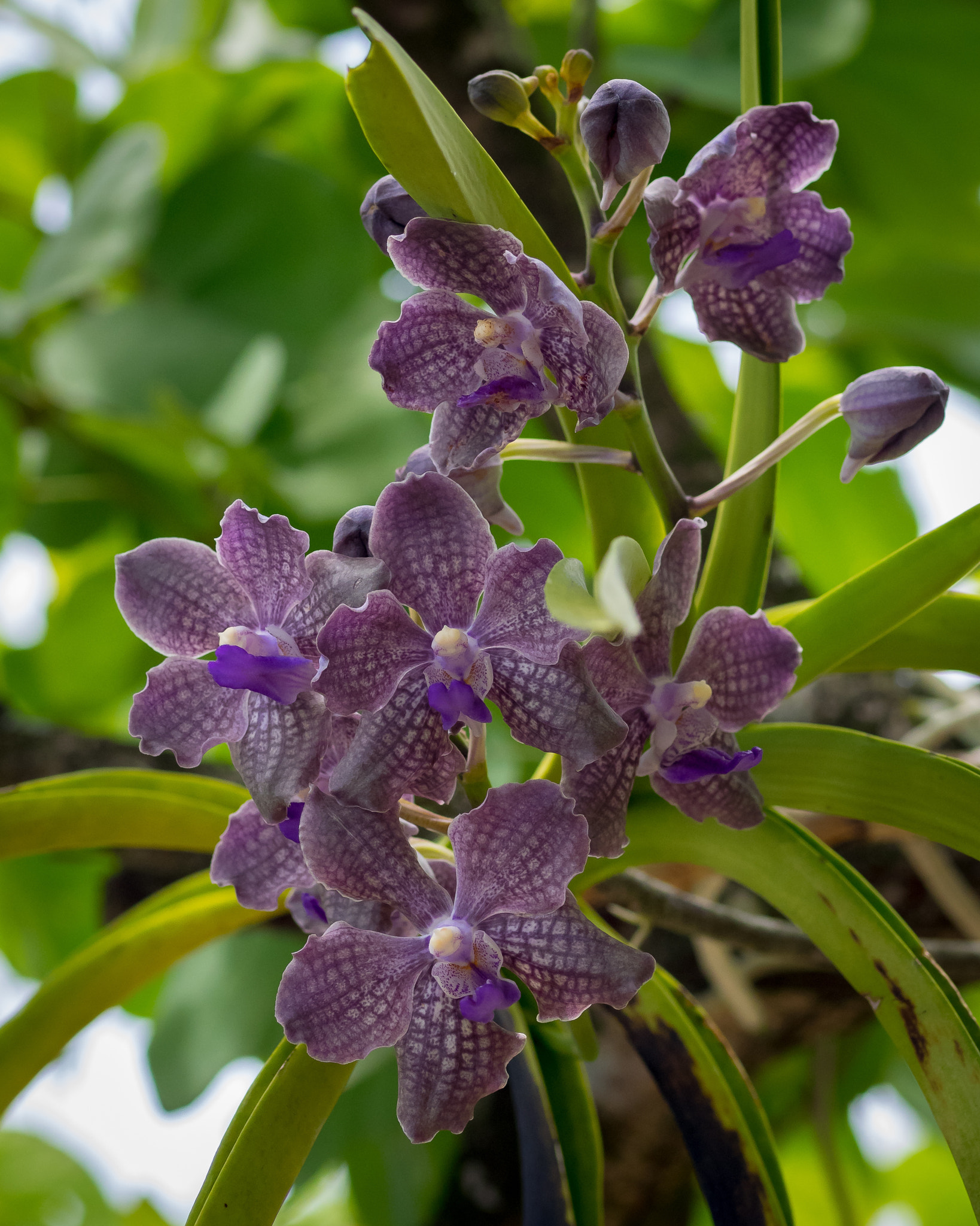 Olympus OM-D E-M1 + OLYMPUS 50mm Lens sample photo. Orchids photography