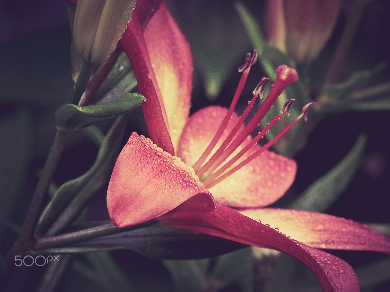 Sigma 70-300mm F4-5.6 APO DG Macro sample photo. Macro flower photography