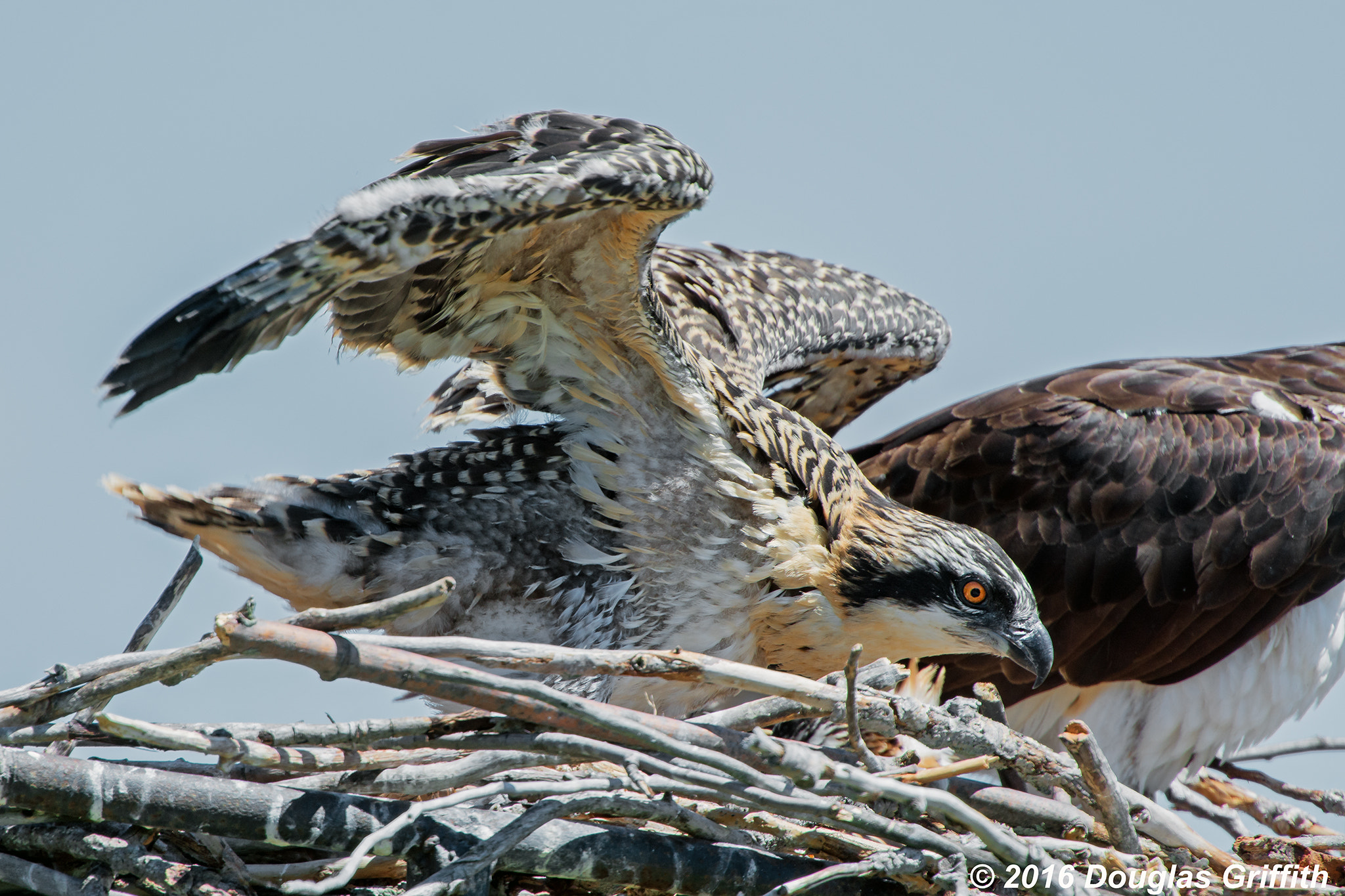 Nikon D7200 + Nikon AF-S Nikkor 500mm F4G ED VR sample photo. Juvenile osprey (pandion haliaetus) photography