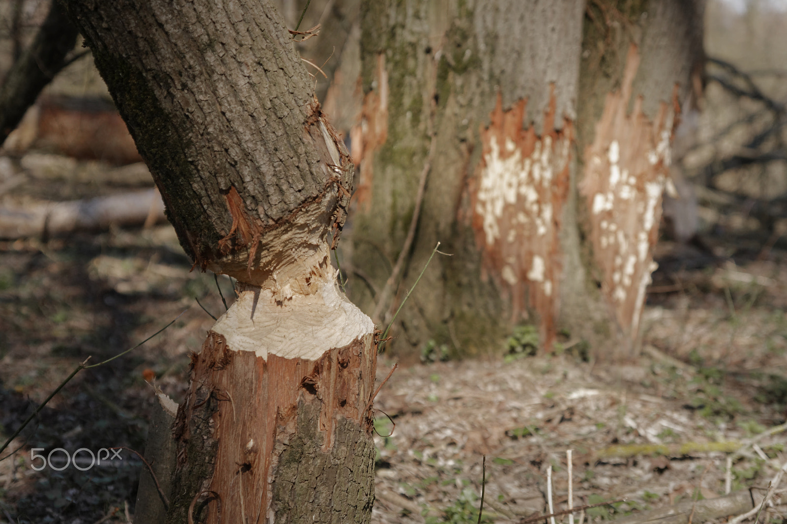 Canon EOS 40D + Canon EF 80-200mm f/4.5-5.6 USM sample photo. Beaver chewed tree photography