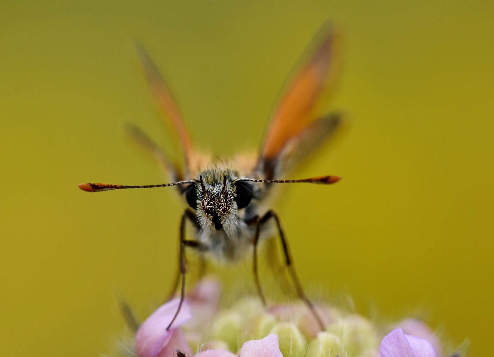 Sigma APO Macro 180mm F3.5 EX DG HSM sample photo. From the front photography