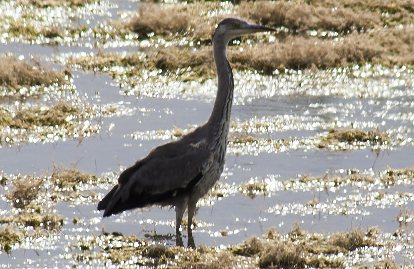 Canon EF 75-300mm f/4-5.6 USM sample photo. Heron photography