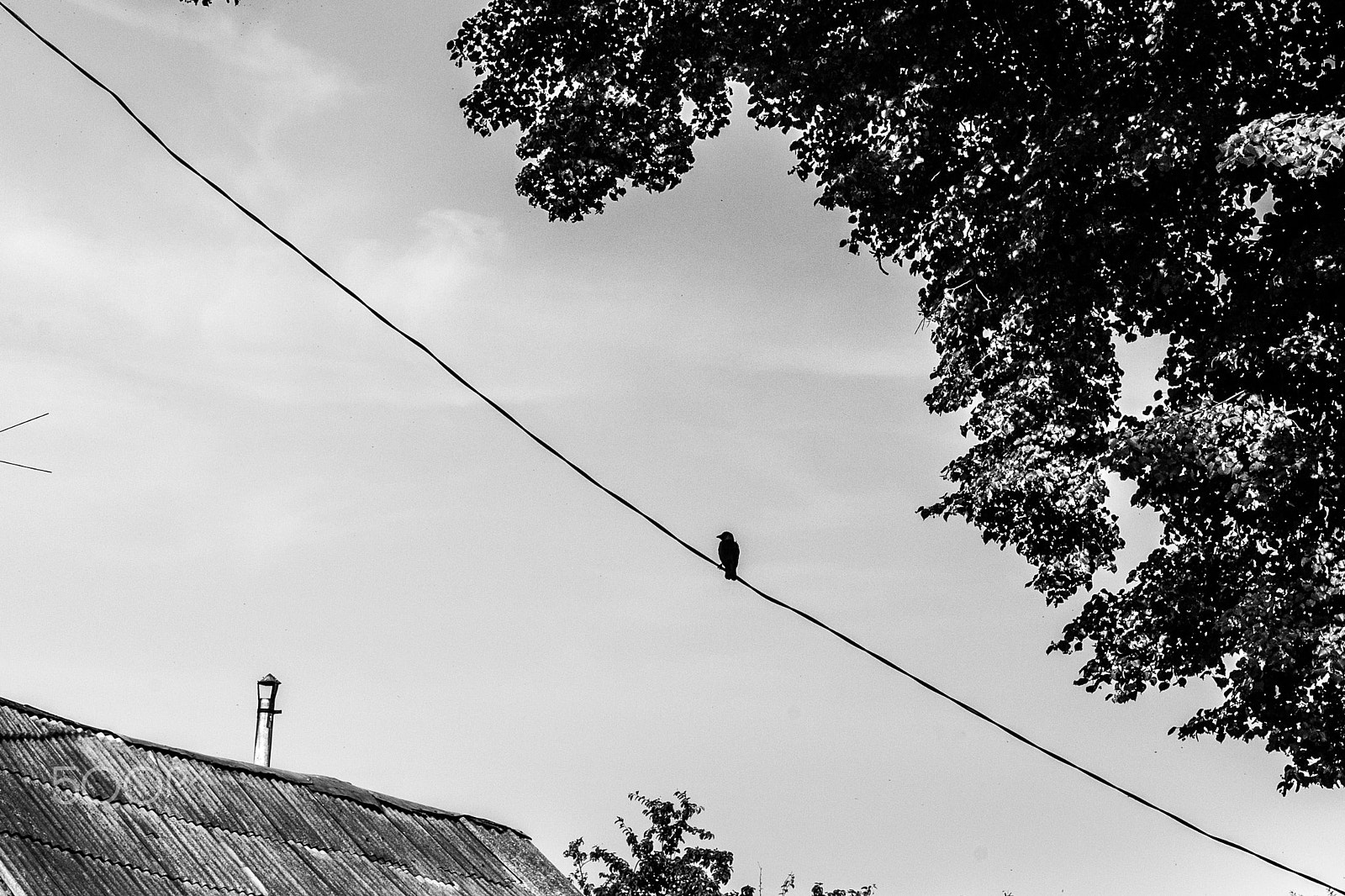 Canon EOS 5D + Canon EF 50mm F1.8 II sample photo. Indifferent perception of electricity photography