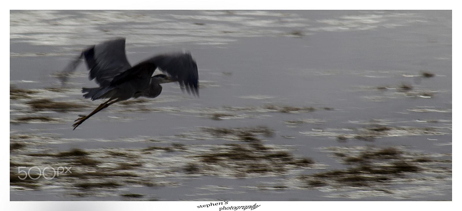 Canon EF 75-300mm f/4-5.6 USM sample photo. Flying heron photography