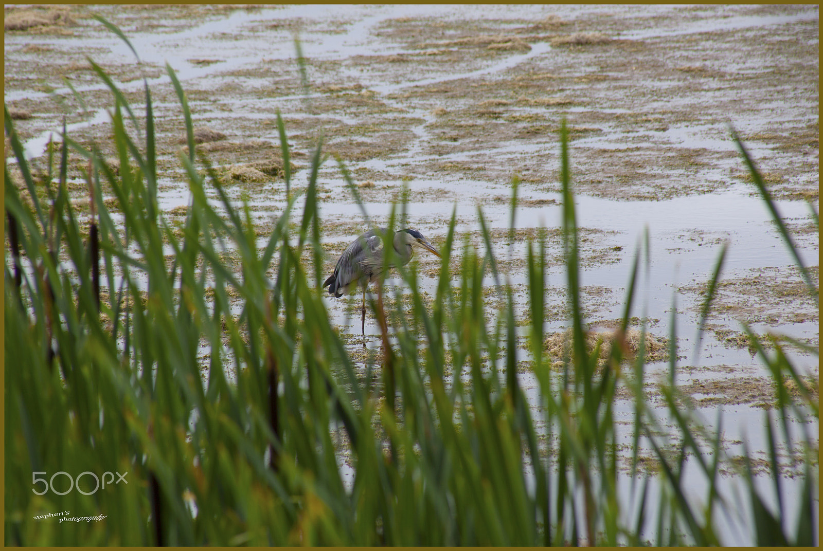 Canon EF 75-300mm f/4-5.6 USM sample photo. Heron photography