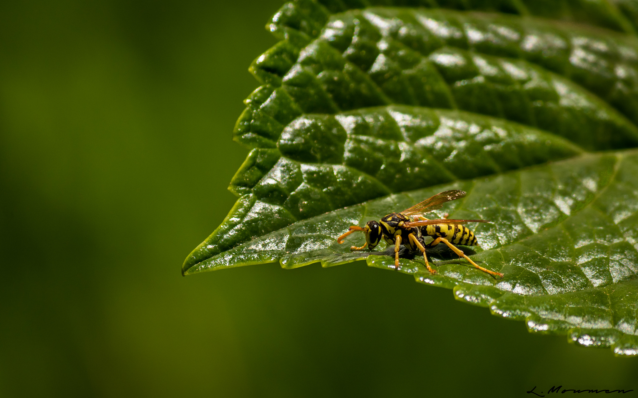 Canon EOS 750D (EOS Rebel T6i / EOS Kiss X8i) sample photo. Insect photography