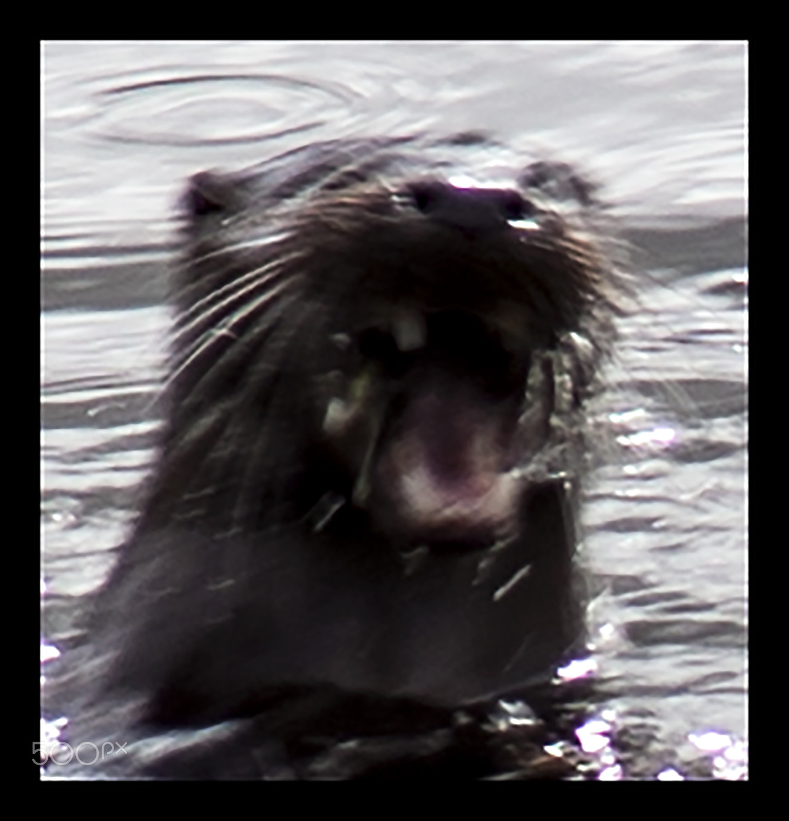 Canon EF 75-300mm f/4-5.6 USM sample photo. Otter photography