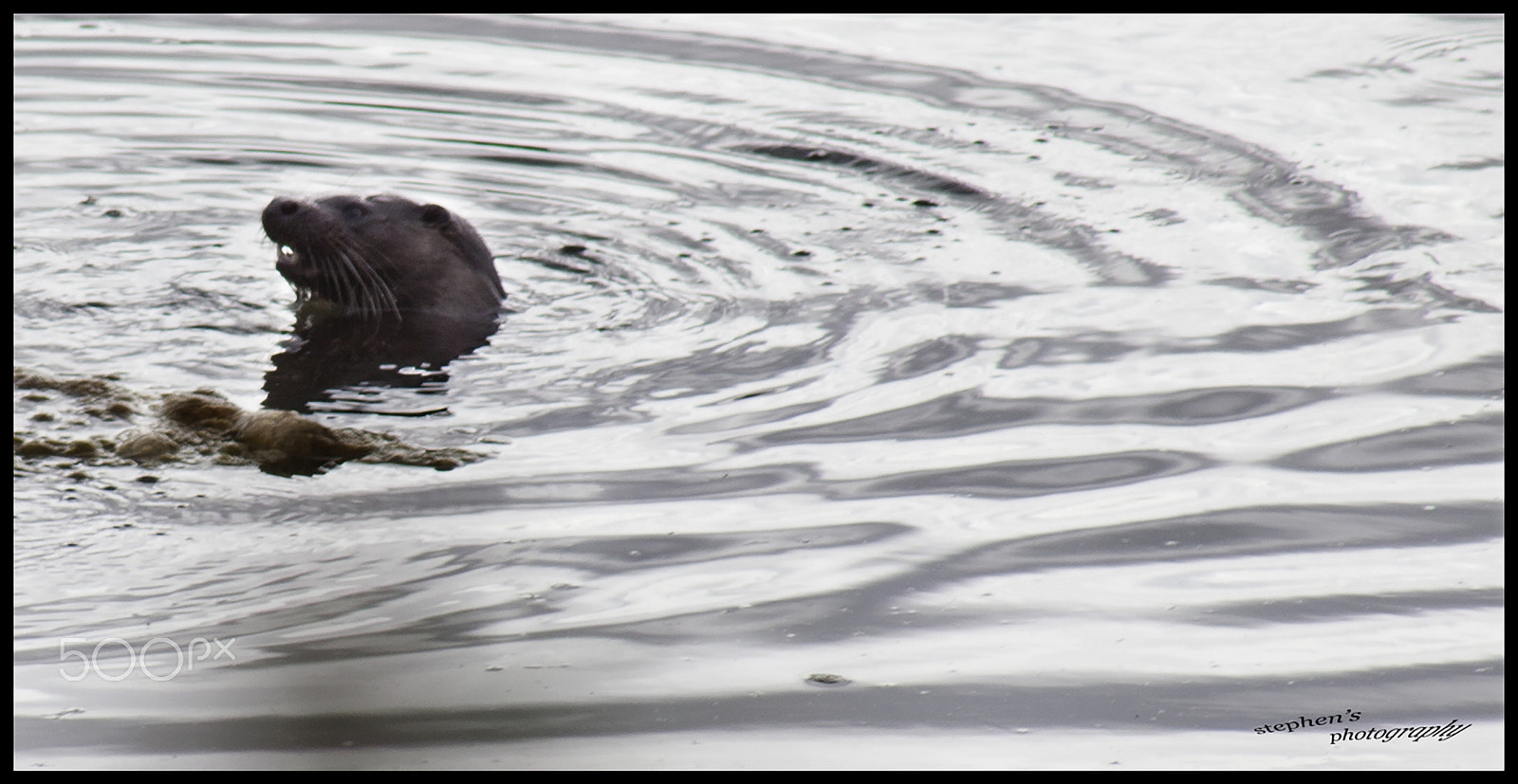 Canon EF 75-300mm f/4-5.6 USM sample photo. Otter photography