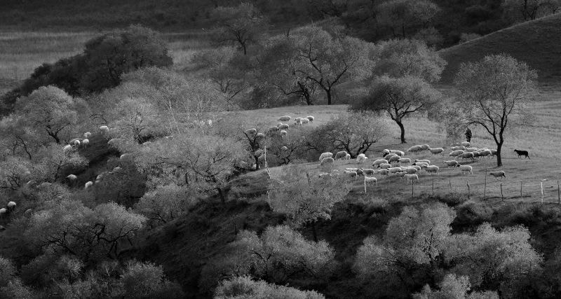 Nikon D800E + Nikon AF-S Nikkor 600mm F4D ED-IF II sample photo. Bashang area of hebei province photography