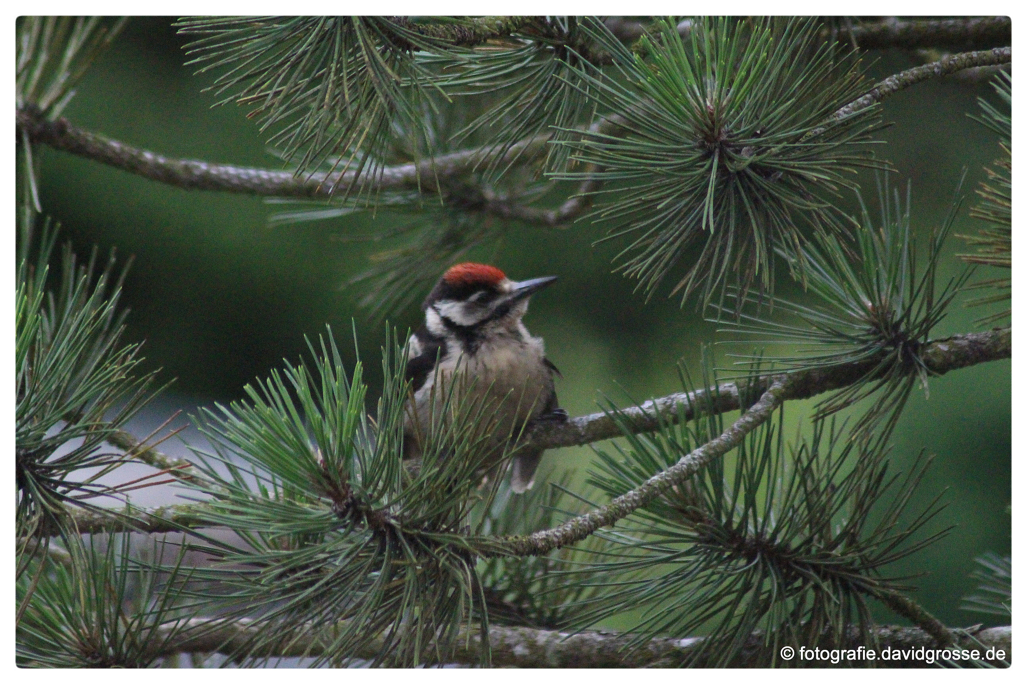 Canon EOS 700D (EOS Rebel T5i / EOS Kiss X7i) + Canon 70-300mm sample photo. Woodpecker photography