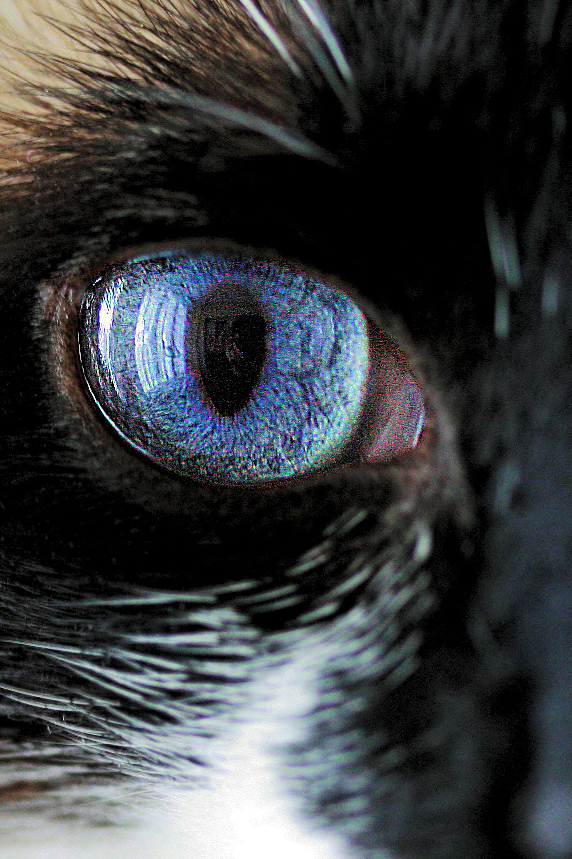 Canon EF-S 60mm F2.8 Macro USM sample photo. Blue is blue photography