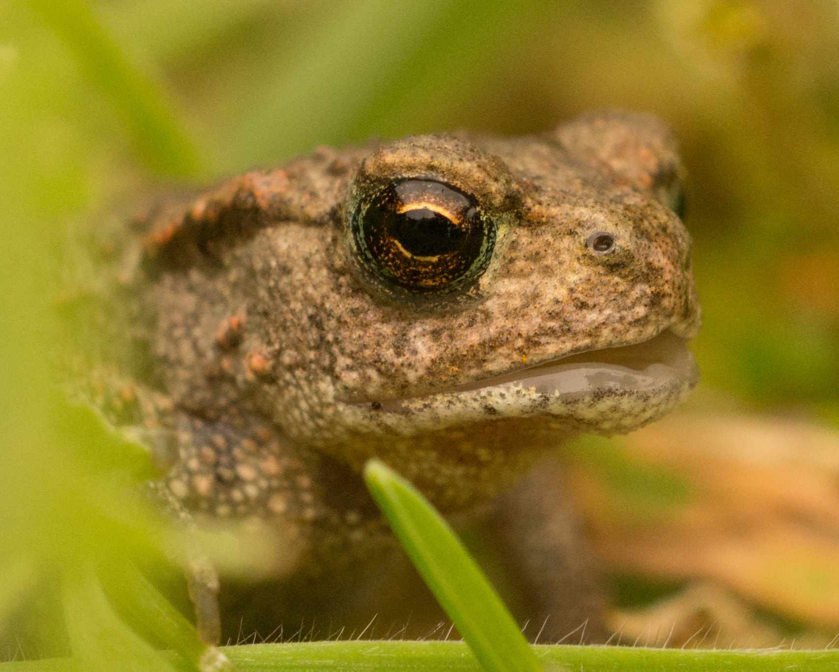 Sigma 150mm F2.8 EX DG OS Macro HSM sample photo. Juvenile frog photography