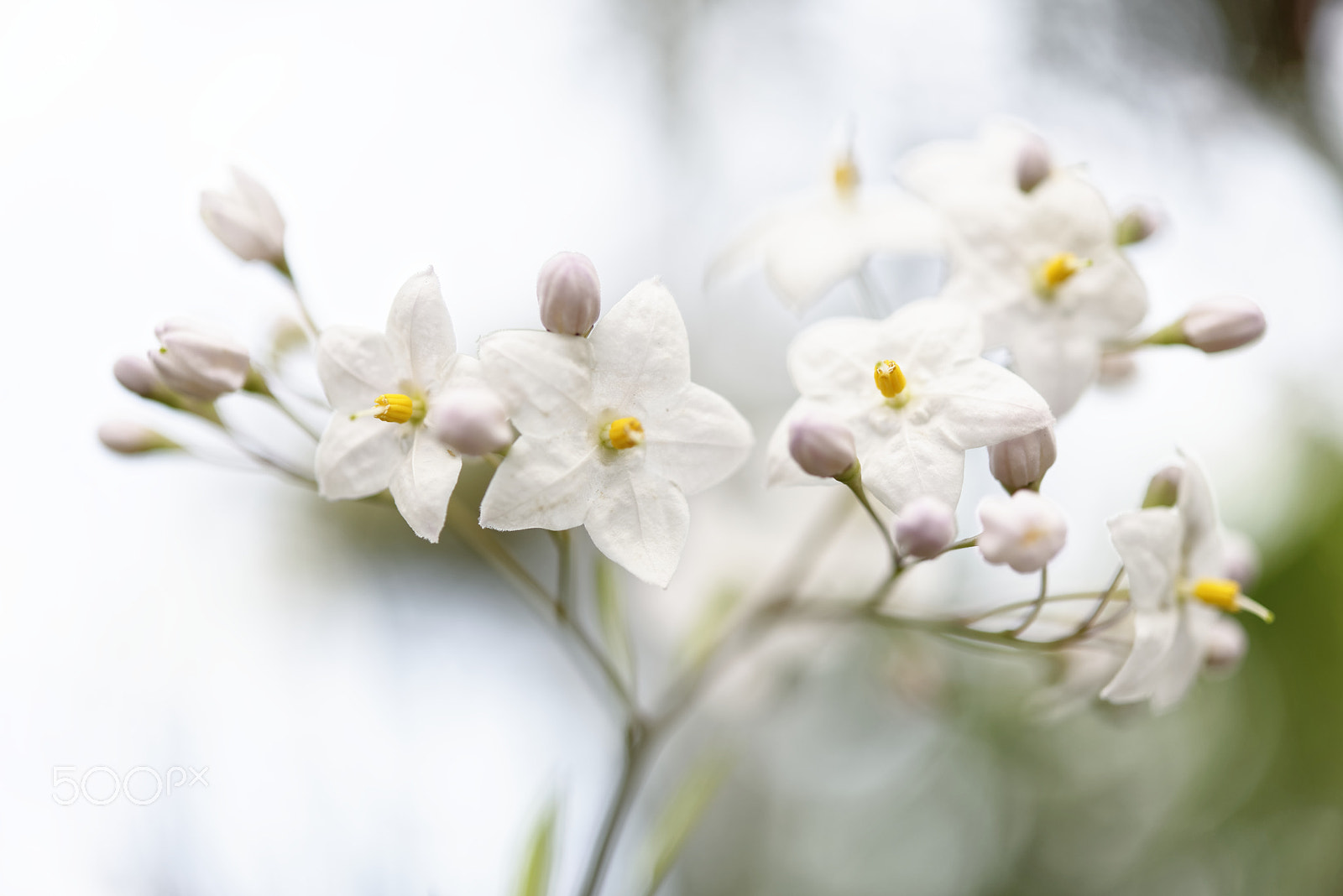Nikon AF-S Micro-Nikkor 60mm F2.8G ED sample photo. White flowers photography