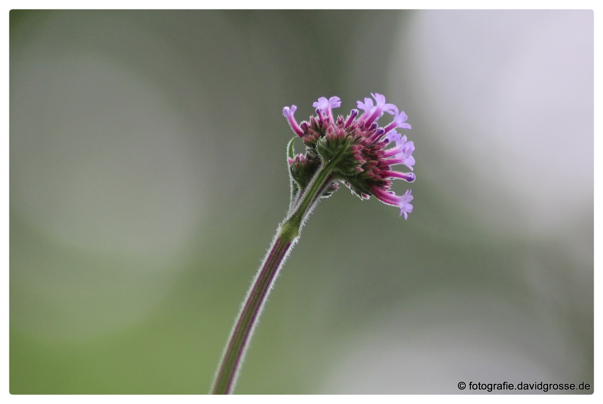 Canon EOS 700D (EOS Rebel T5i / EOS Kiss X7i) + Canon 70-300mm sample photo. Verbena photography