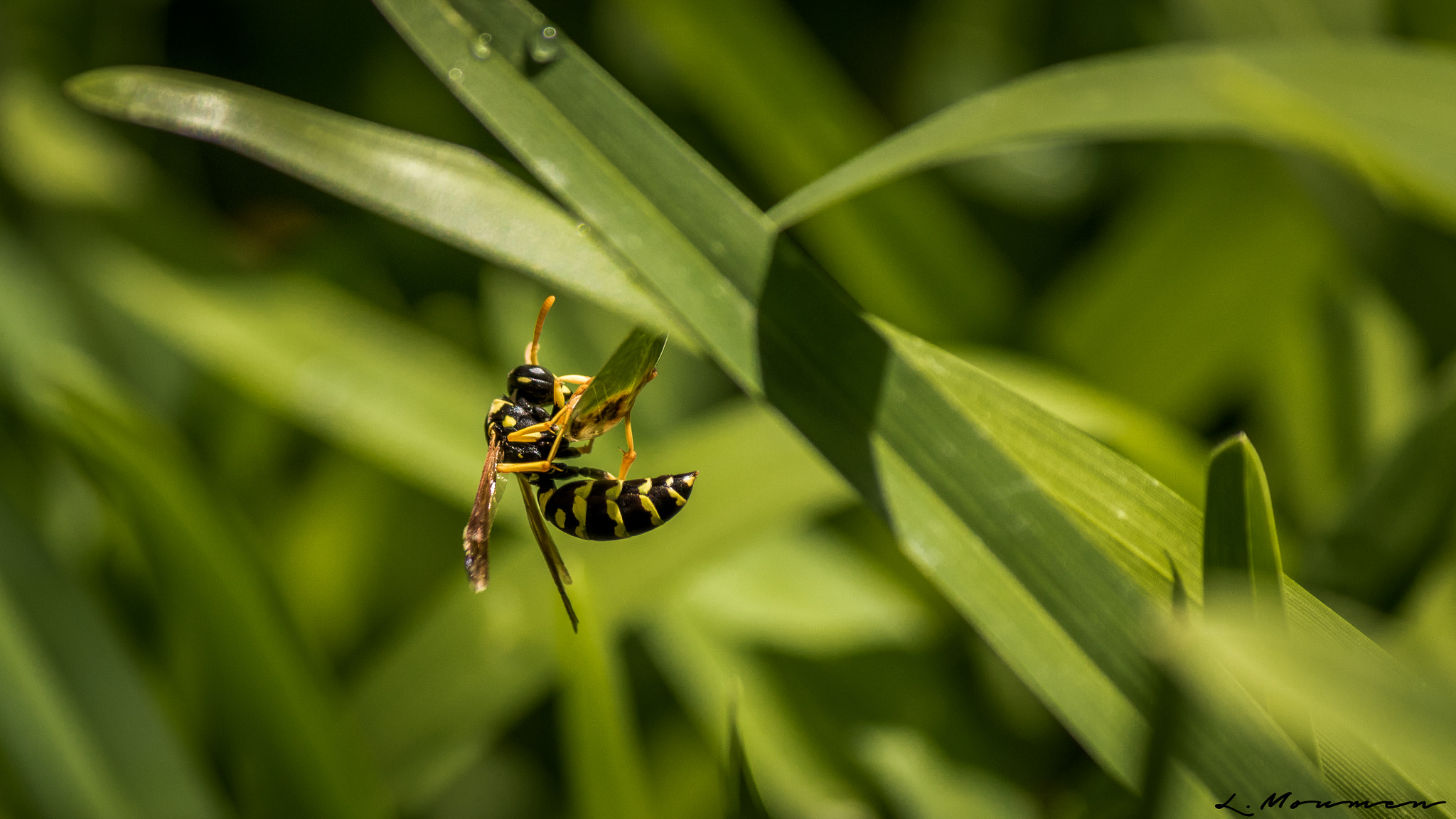 Canon EOS 750D (EOS Rebel T6i / EOS Kiss X8i) sample photo. Insect photography