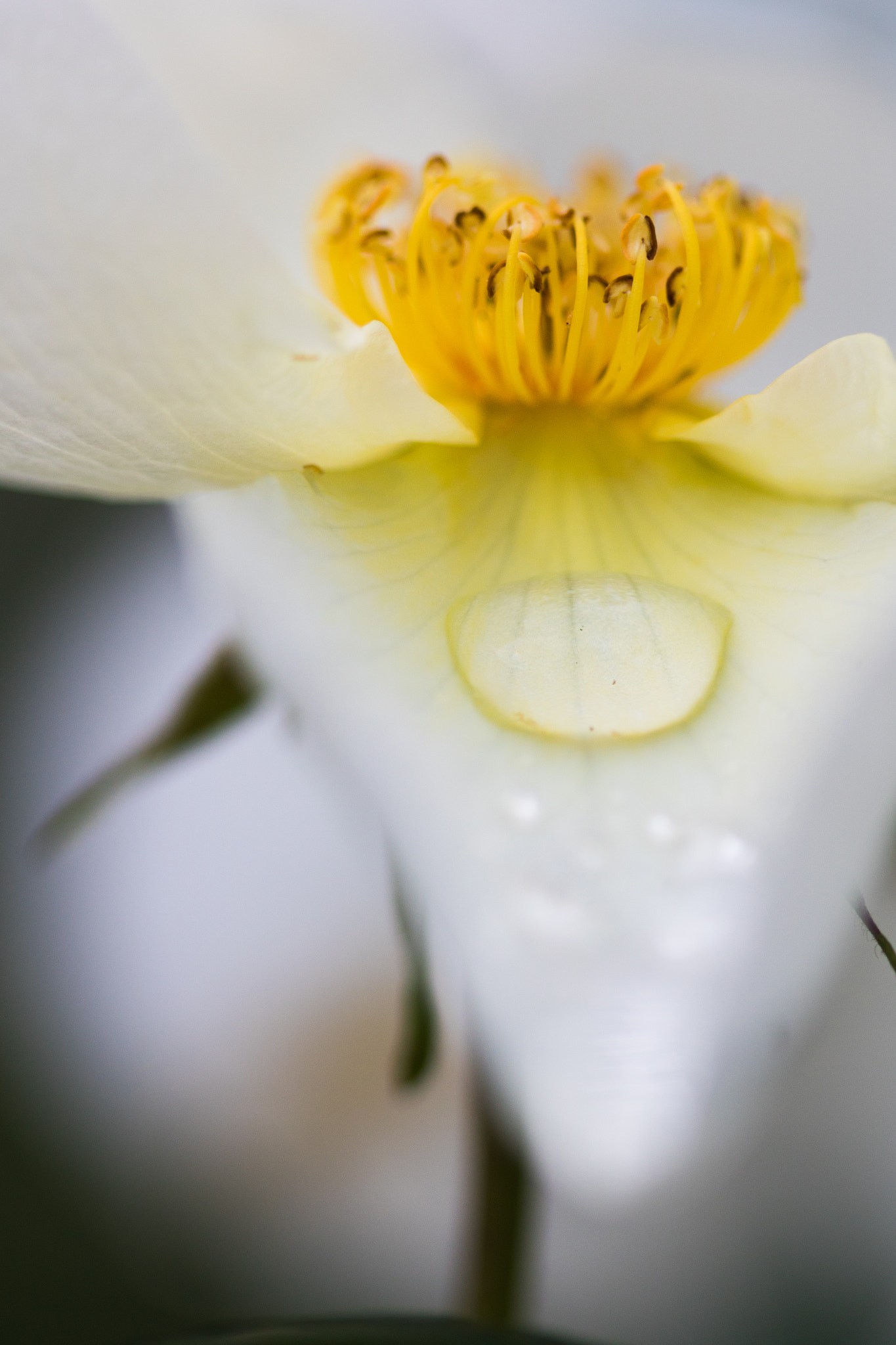 Canon EF 100mm F2.8 Macro USM sample photo. Rain drop on flower photography