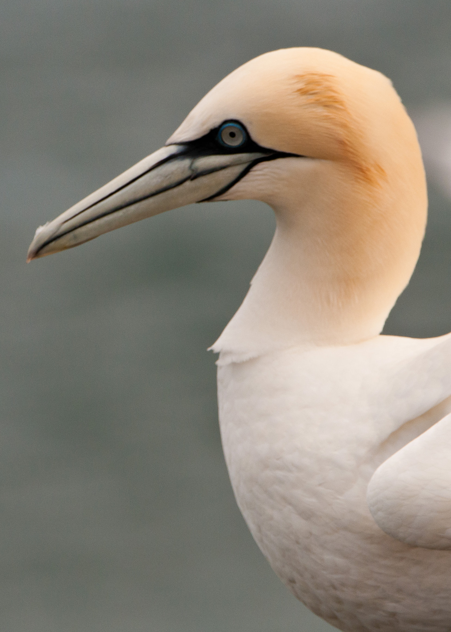 Nikon D300S sample photo. Gannet portrait photography
