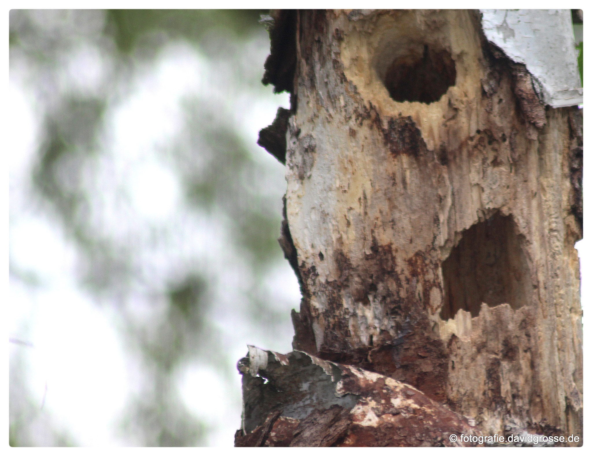 Canon EOS 700D (EOS Rebel T5i / EOS Kiss X7i) + Canon 70-300mm sample photo. Woodpecker tree photography