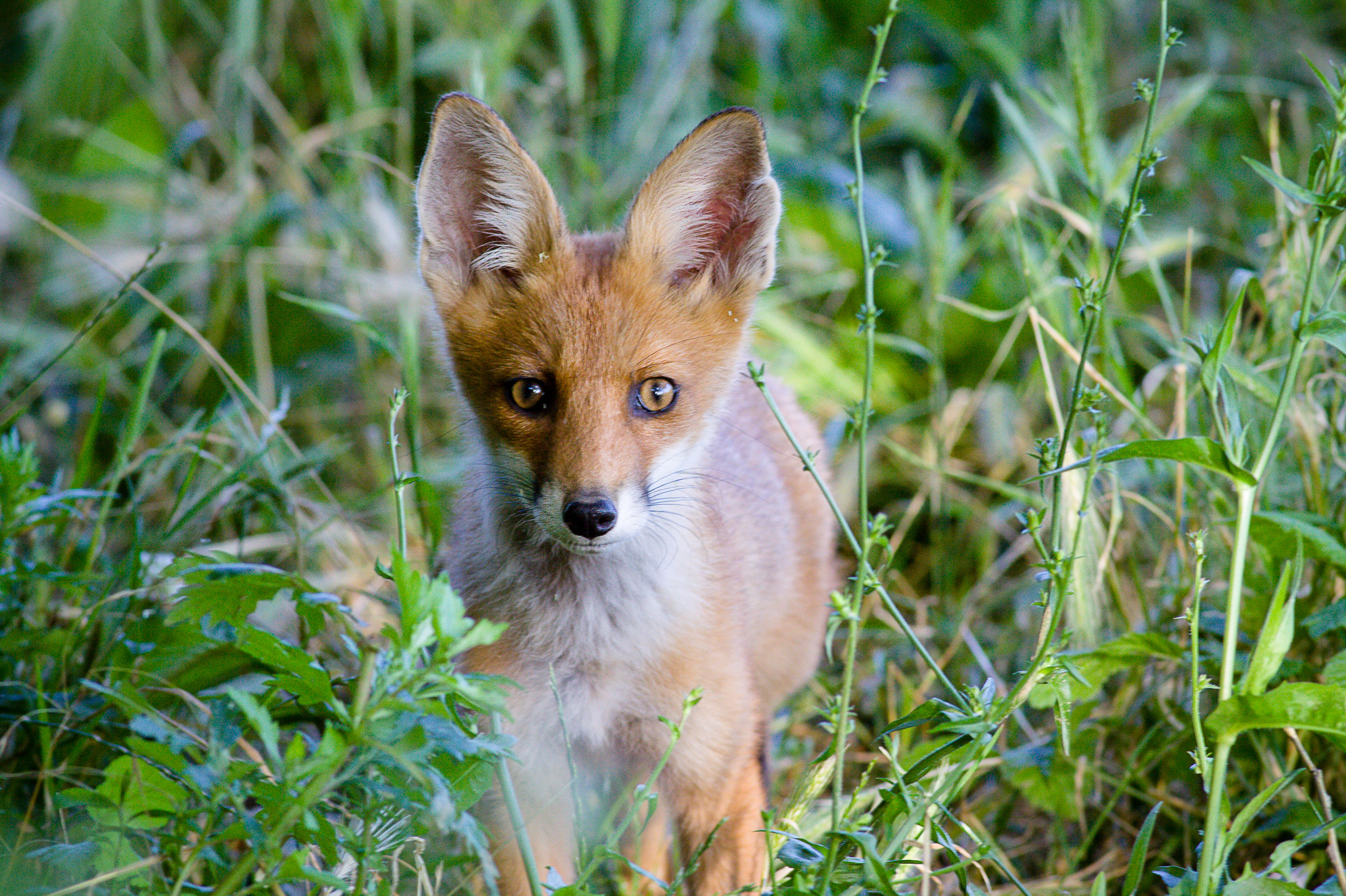 Canon EOS 50D + Canon EF 400mm F5.6L USM sample photo. Yuong fox.. photography