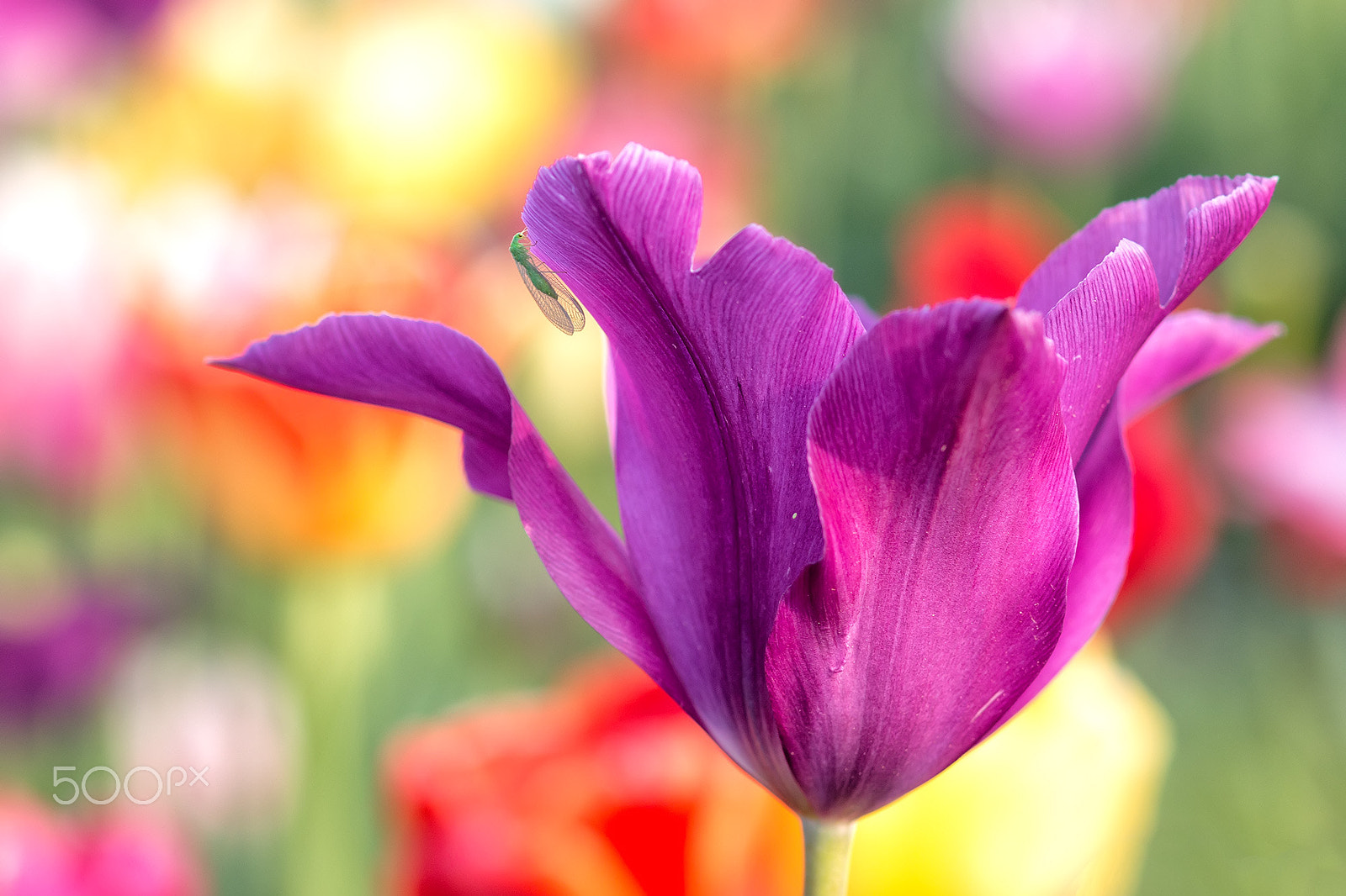 Canon EOS 70D + Sigma 85mm F1.4 EX DG HSM sample photo. In the tulip world photography