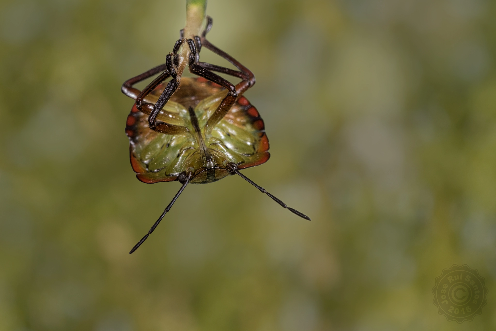 Canon MP-E 65mm F2.5 1-5x Macro Photo sample photo. Hey mom! look at what i can do photography