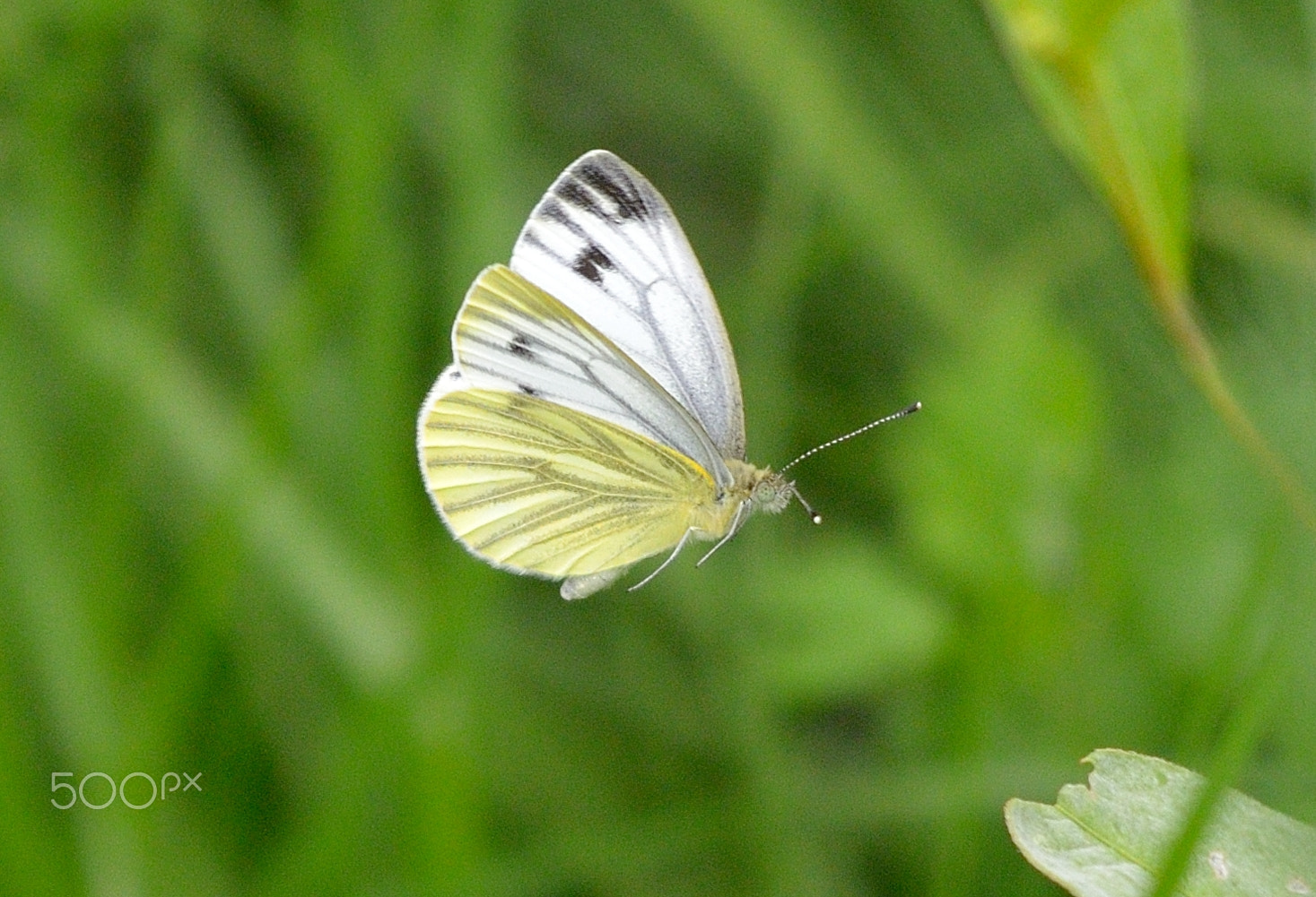 Sigma 150mm F2.8 EX DG Macro HSM sample photo. In flight photography