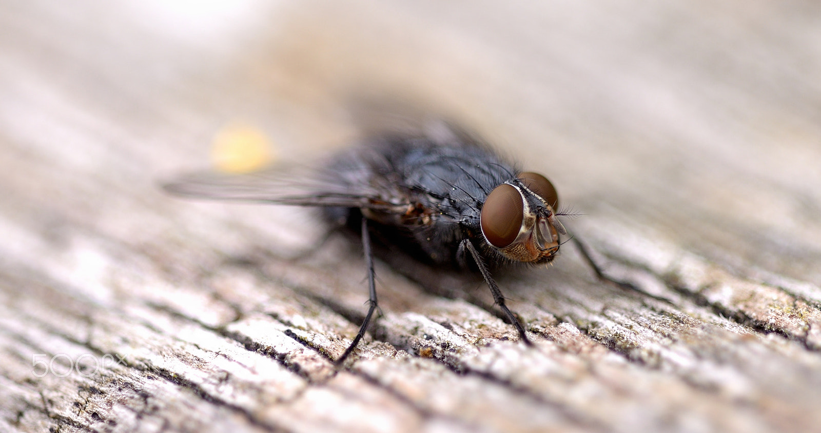 Nikon D800E + Sigma 150mm F2.8 EX DG Macro HSM sample photo. Macro - fly photography