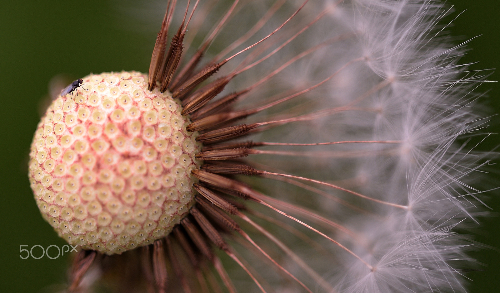 Sigma 150mm F2.8 EX DG Macro HSM sample photo. Macro - micro fly photography