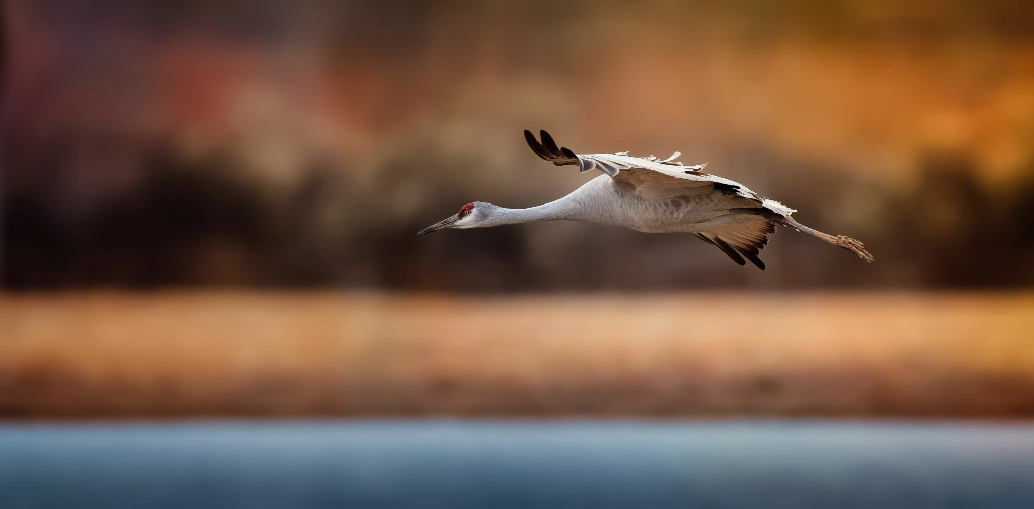 Canon EOS-1D Mark IV + Canon EF 600mm F4L IS II USM sample photo. Snowhill crane in flight photography