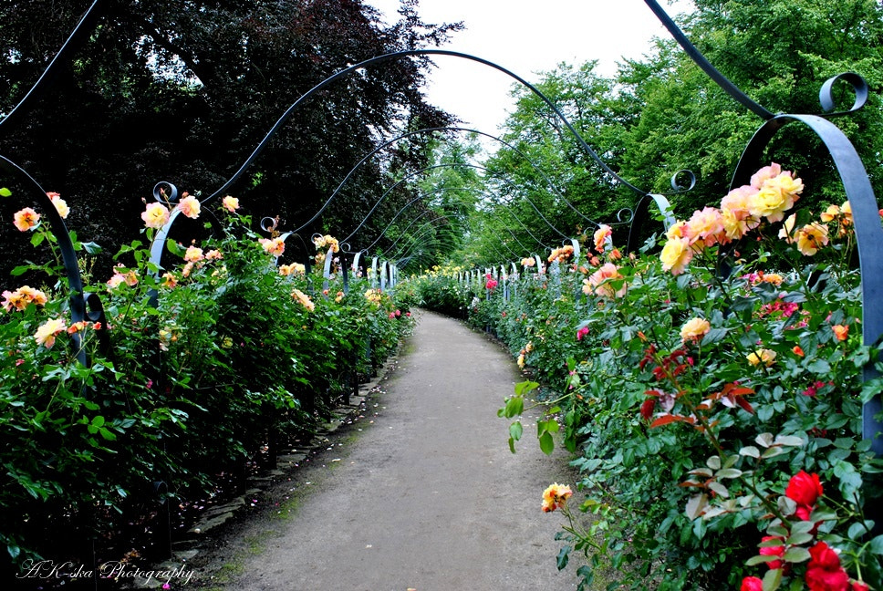 Nikon D3000 sample photo. A tunnel with flowers photography
