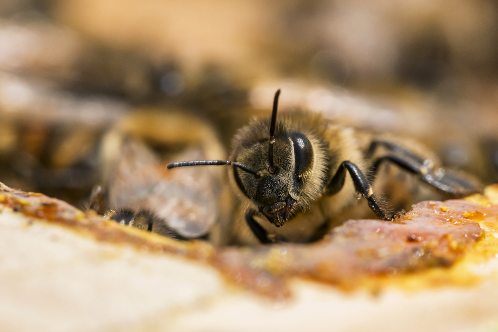 Sigma 105mm F2.8 EX DG OS HSM sample photo. What are you looking at photography