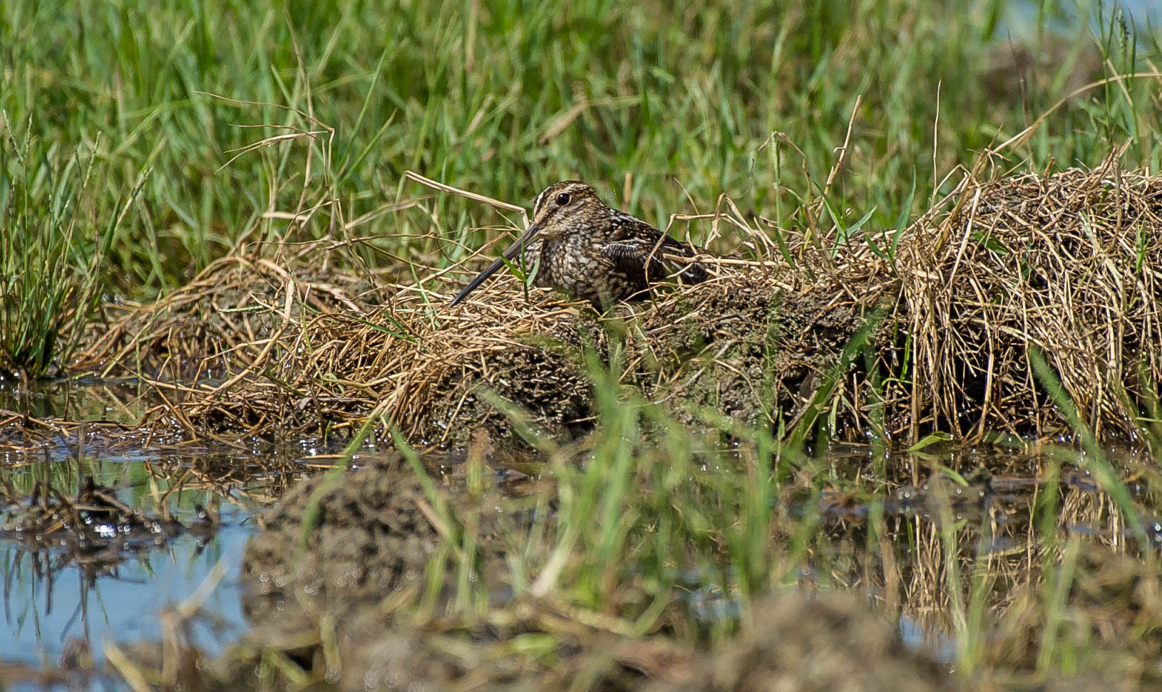 Nikon D3S sample photo. 28272258211.jpg photography