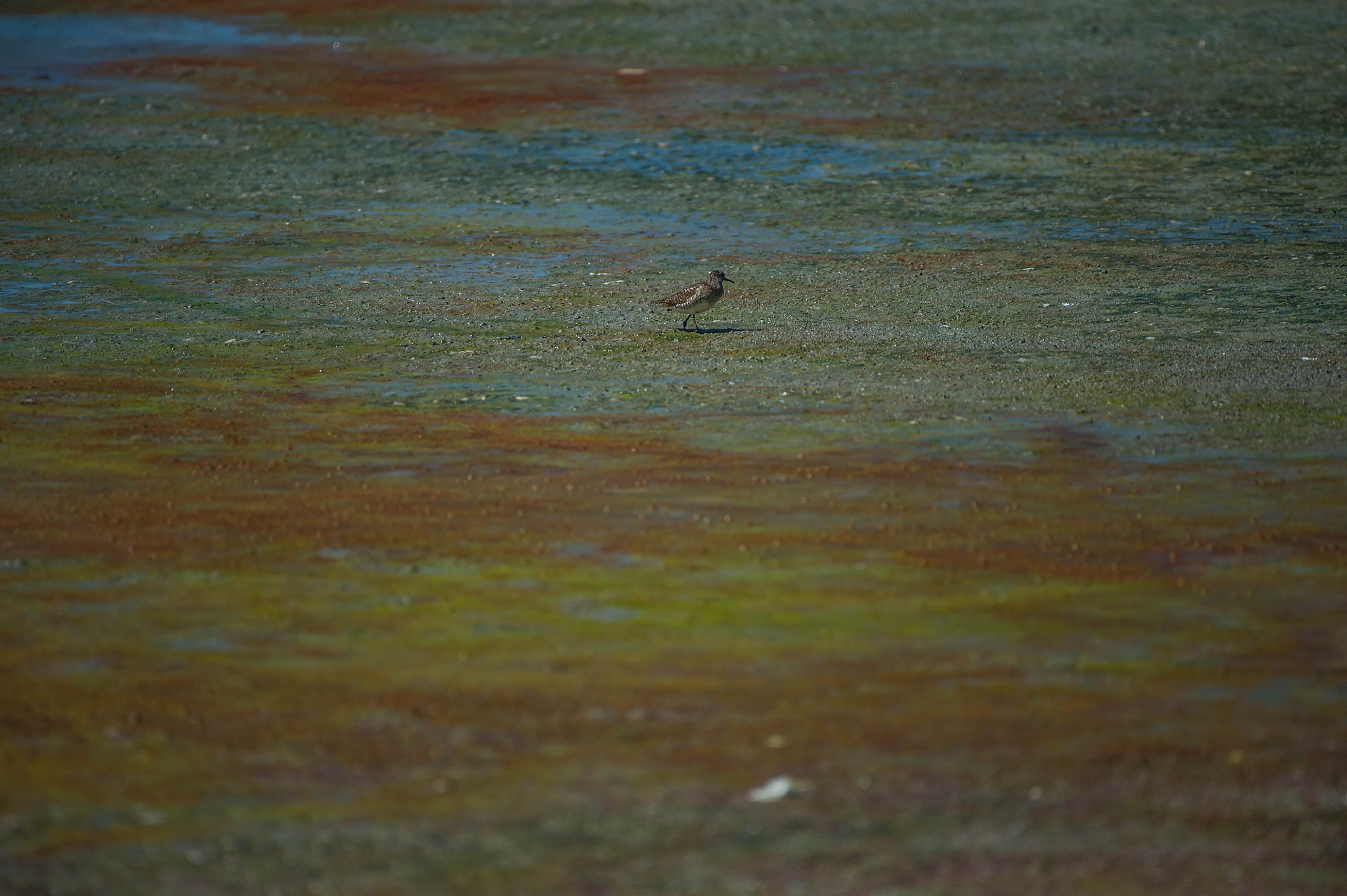 Nikon D3S sample photo. 28316888126.jpg photography