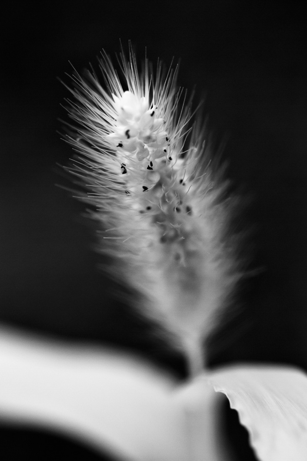 Canon EOS M + Canon EF 100mm F2.8L Macro IS USM sample photo. Grass seed head in infrared photography