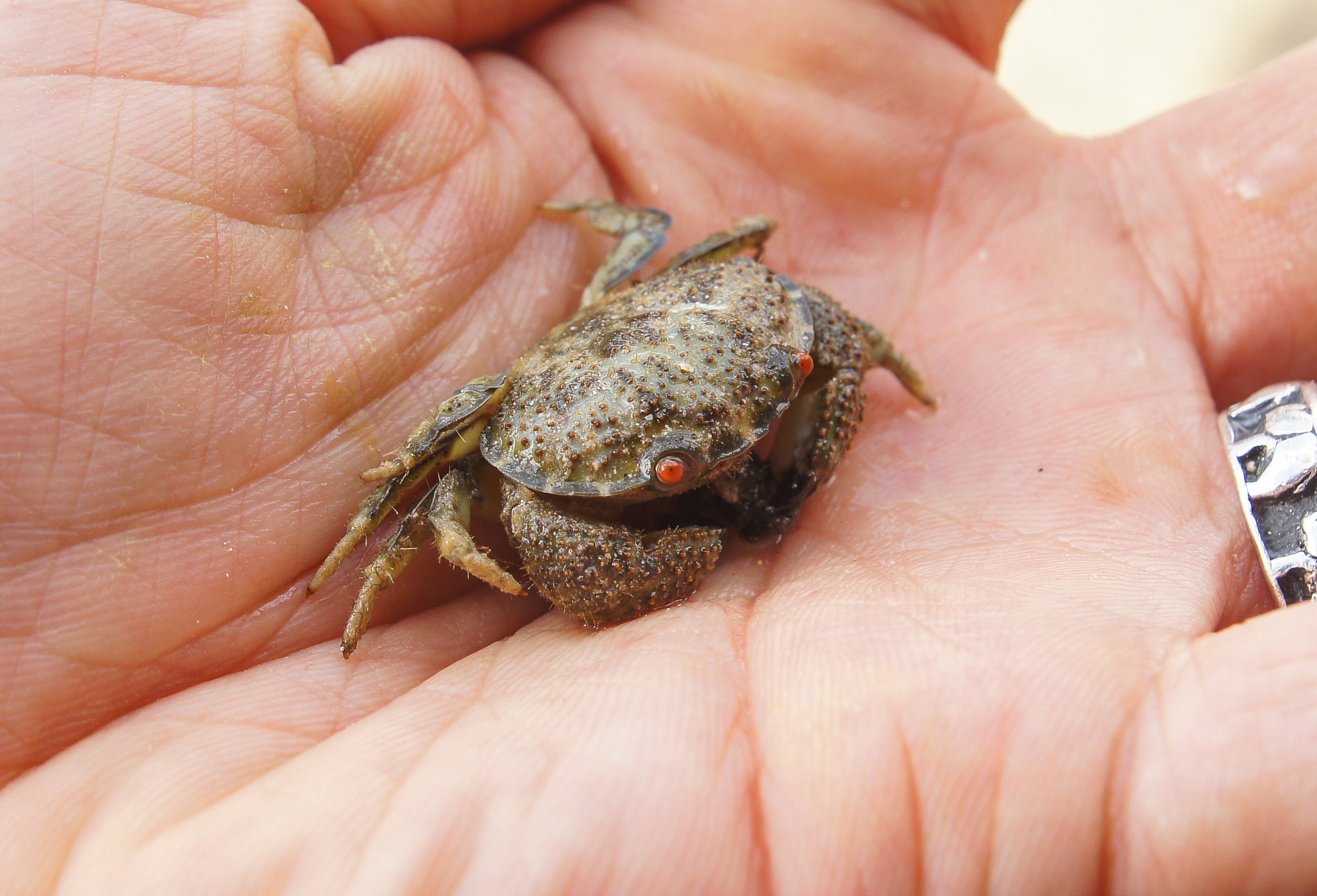 Sony SLT-A33 + Sony DT 16-50mm F2.8 SSM sample photo. Demonic tidepool crab photography