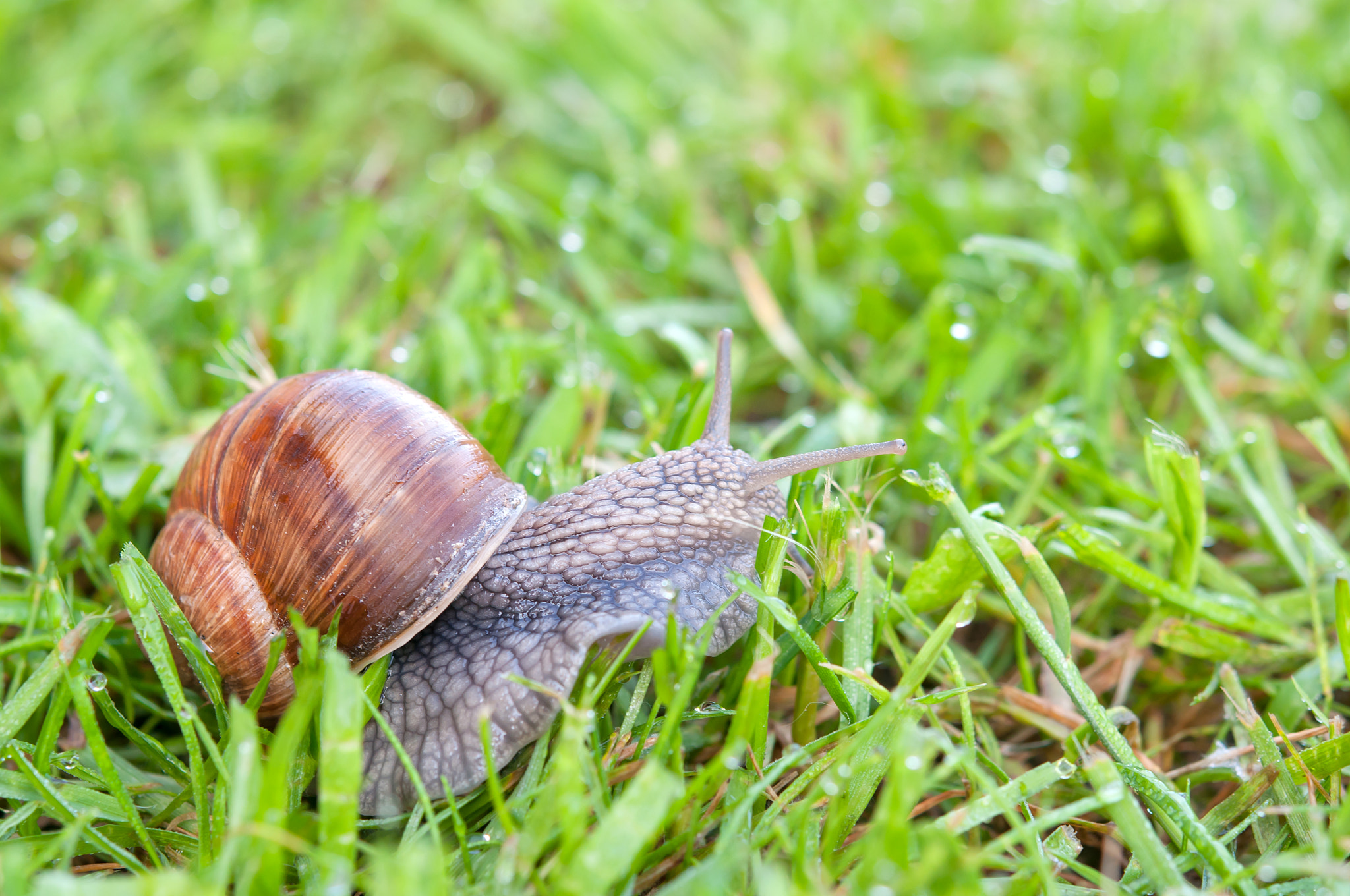 Nikon AF-S Micro-Nikkor 60mm F2.8G ED sample photo. Snail photography