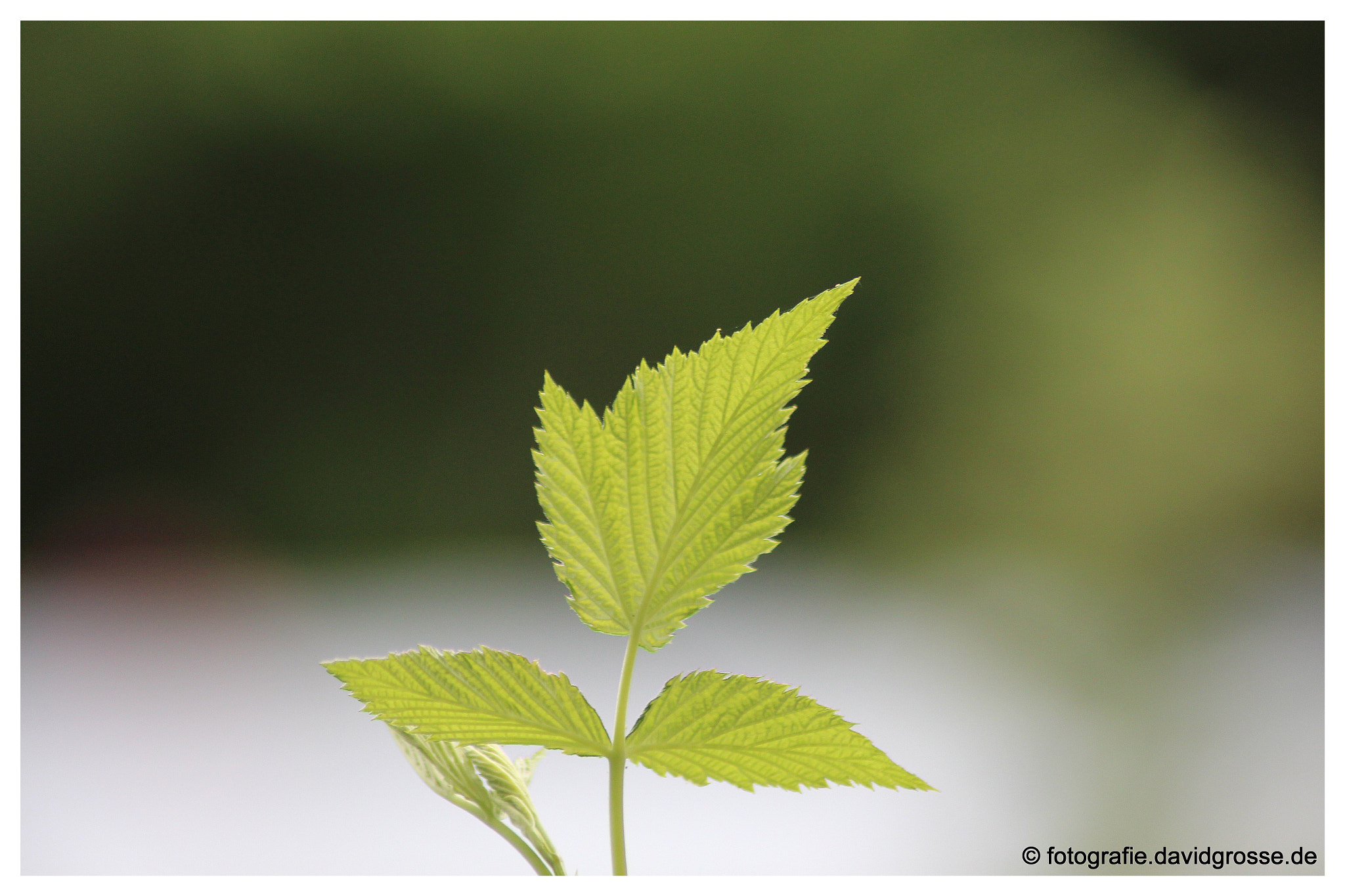 Canon EOS 700D (EOS Rebel T5i / EOS Kiss X7i) + Canon 70-300mm sample photo. Leafs photography