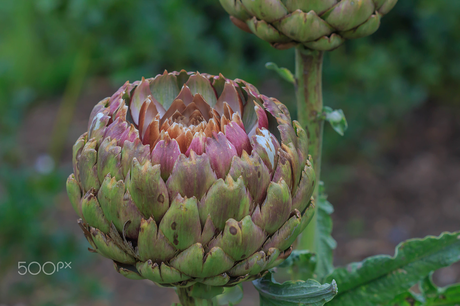 Canon EF 100mm F2.8 Macro USM sample photo. Artichoke flower plant photography