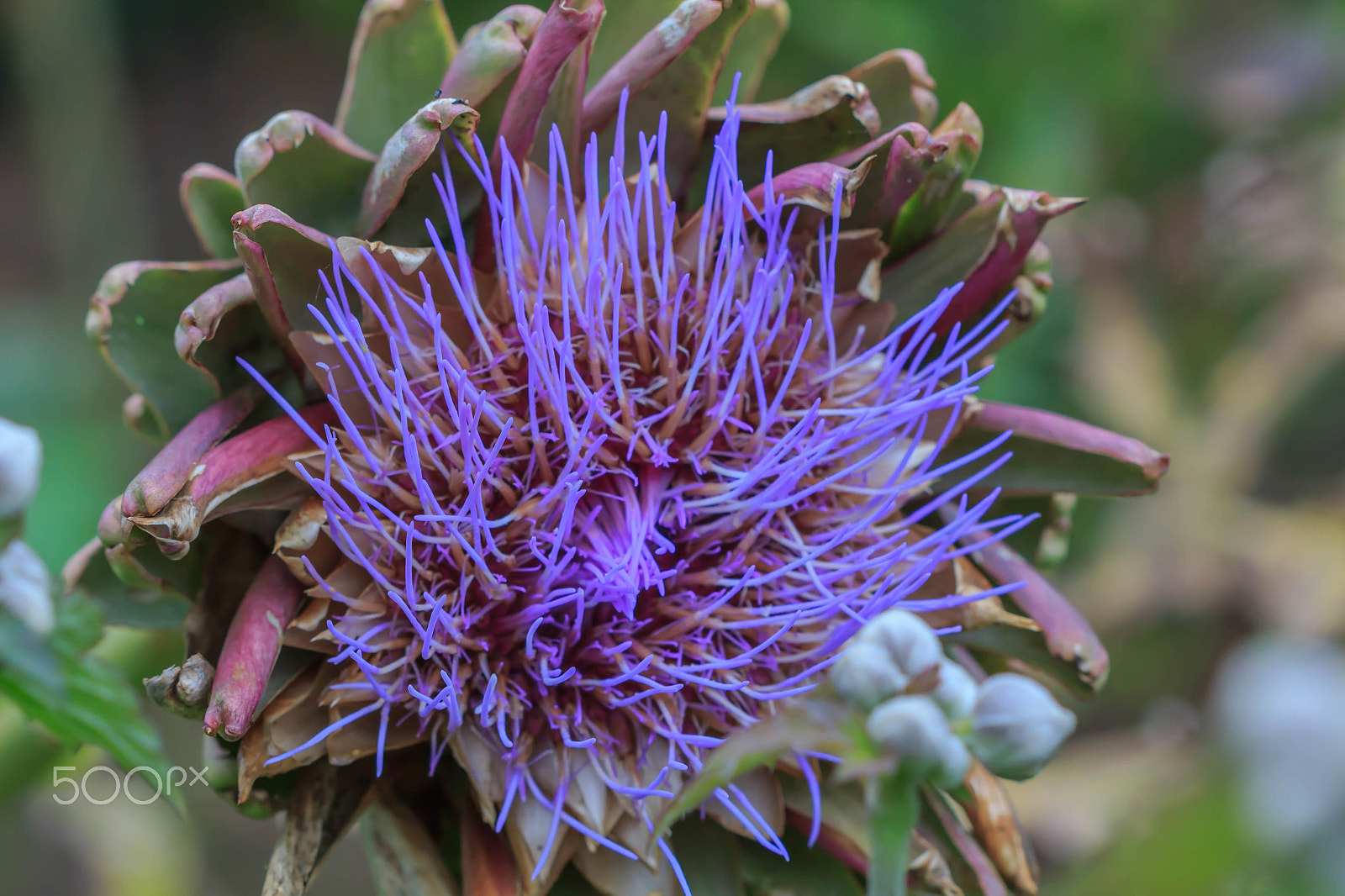 Canon EF 100mm F2.8 Macro USM sample photo. Artichoke flower plant photography