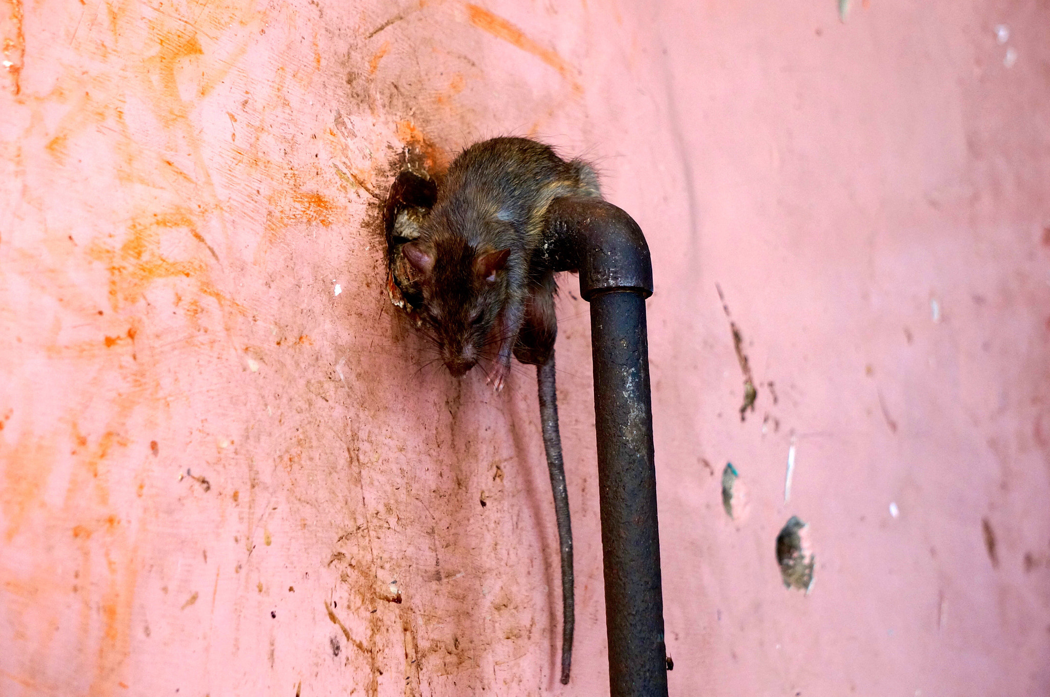 Sony Alpha NEX-5R sample photo. Holy rat in india photography