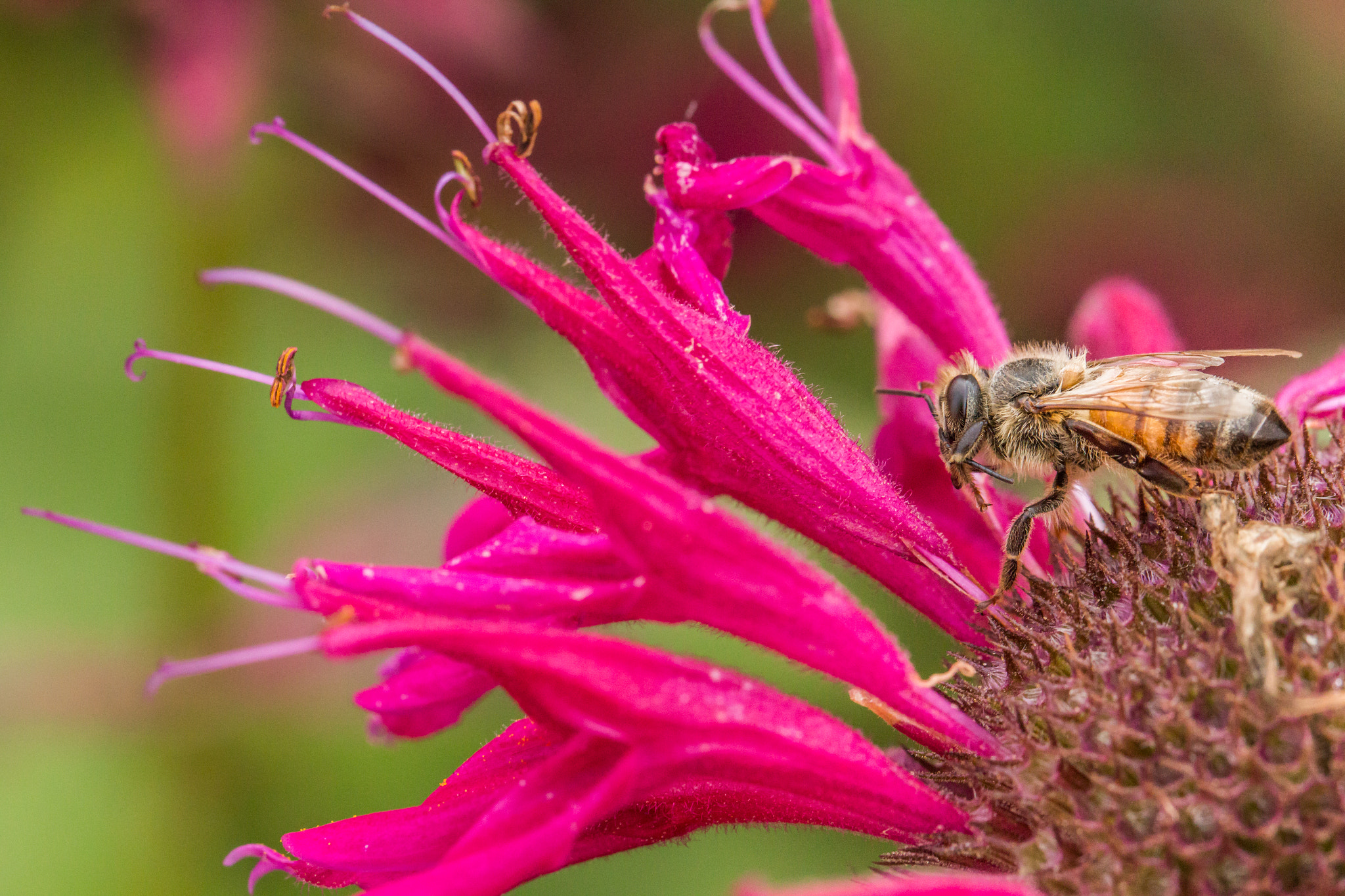 Canon EF 100mm F2.8L Macro IS USM sample photo. Honey bee balm photography