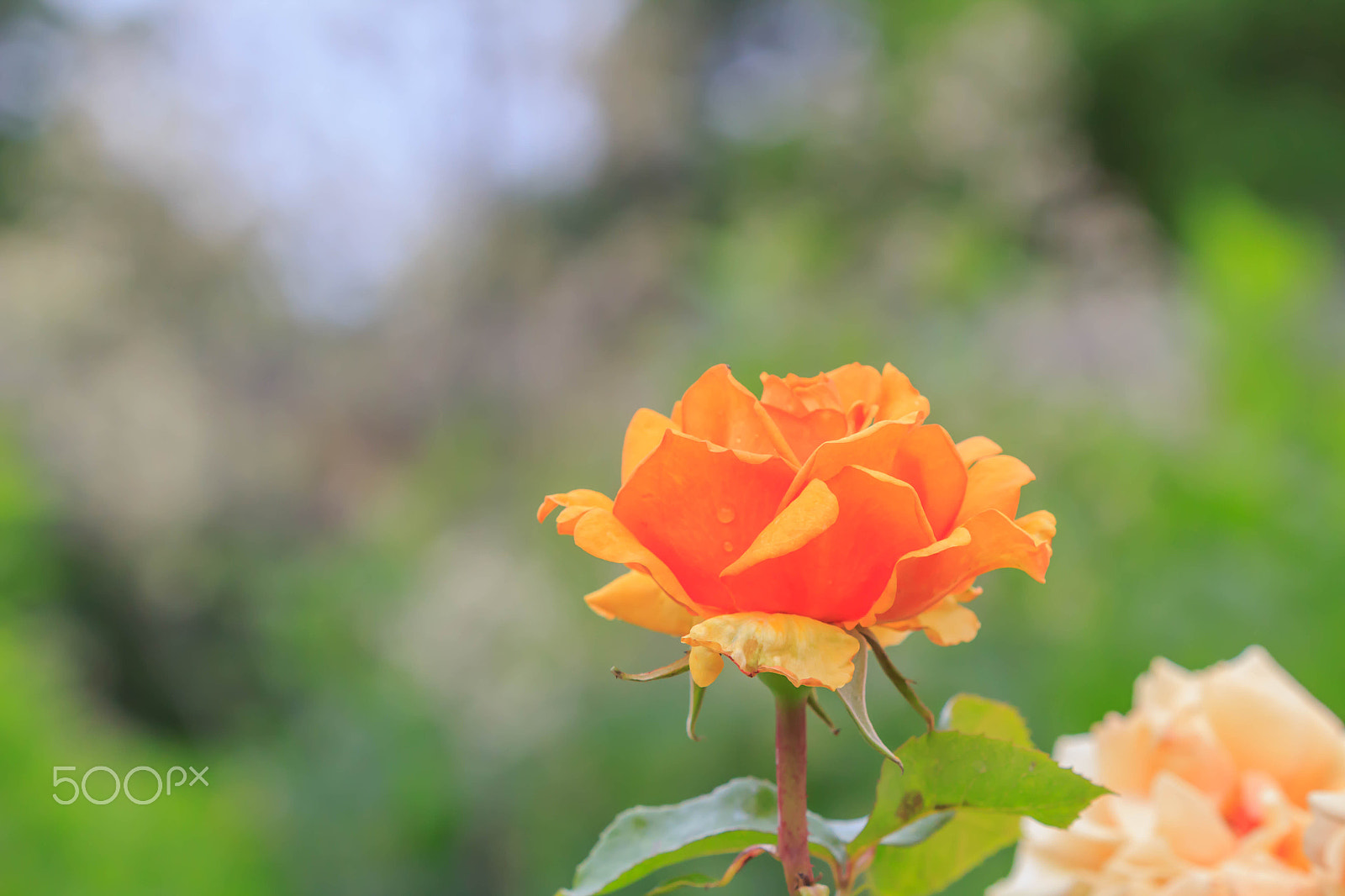 Canon EF 100mm F2.8 Macro USM sample photo. Orange rose photography