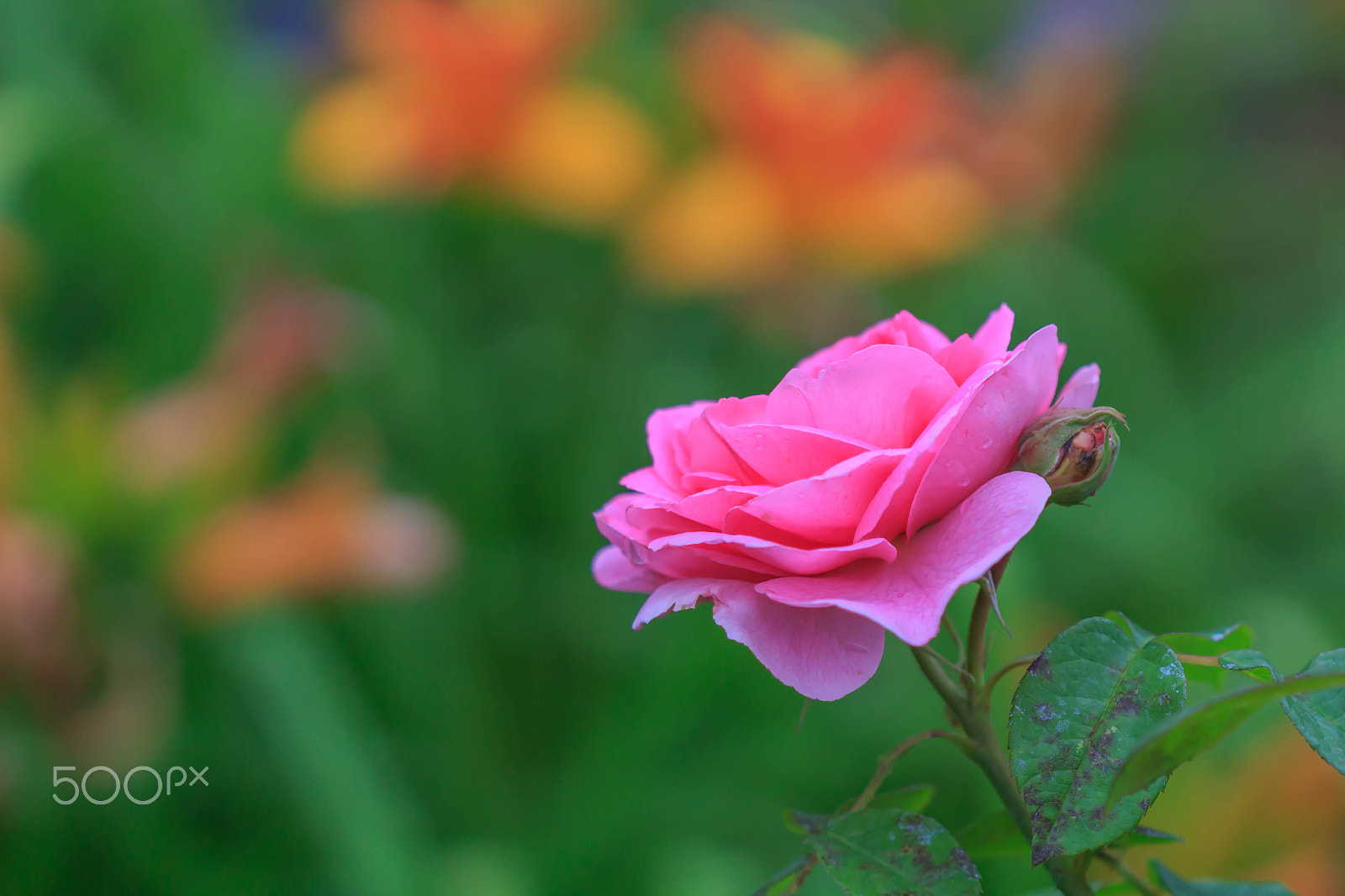 Canon EF 100mm F2.8 Macro USM sample photo. Pink rose photography