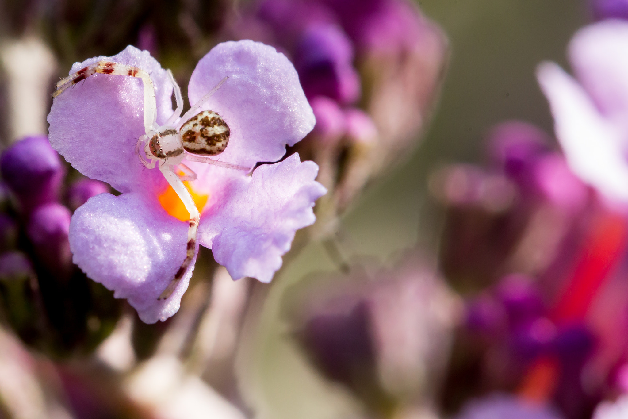 Canon EF 100mm F2.8L Macro IS USM sample photo. Unknown on butterfly bish photography