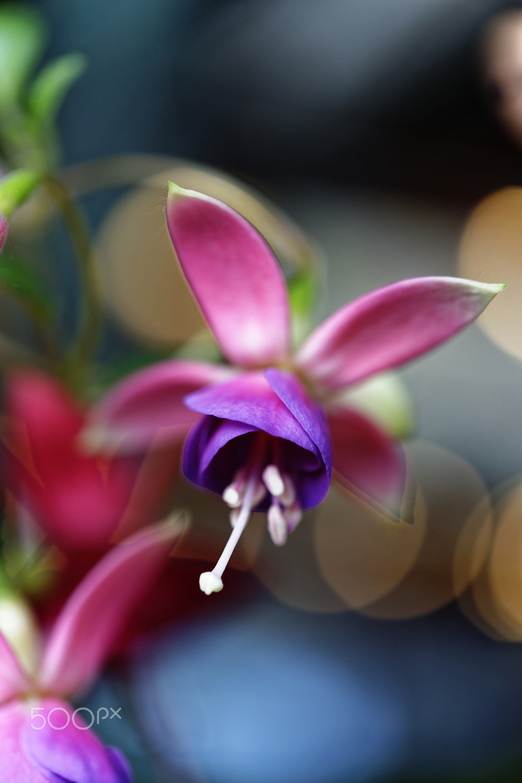 Nikon AF-S Micro-Nikkor 60mm F2.8G ED sample photo. Dancing in colors and light photography
